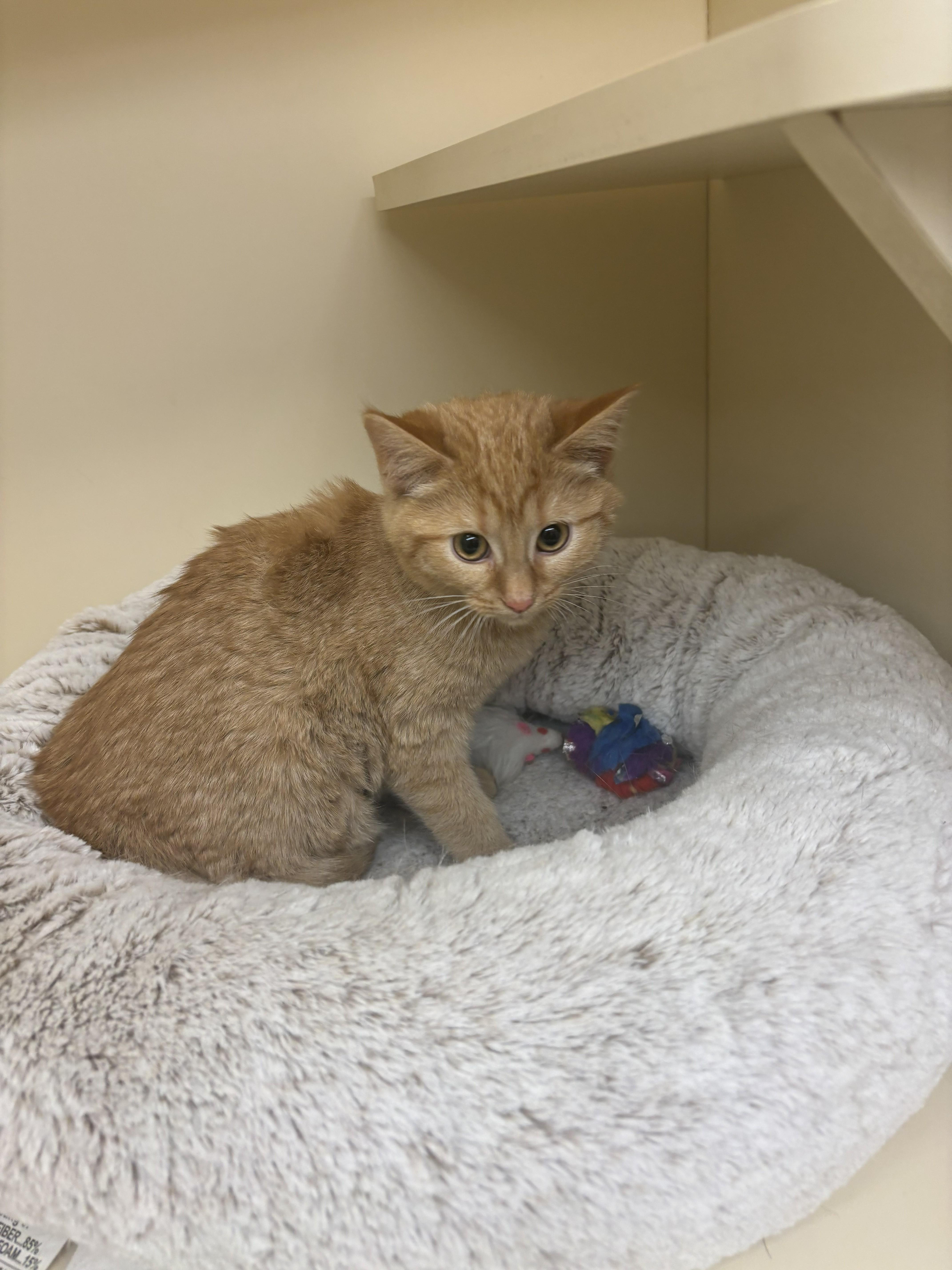 Enlarge BABY, a Adoptable Domestic Short Hair in Chicago, IL image 1/2