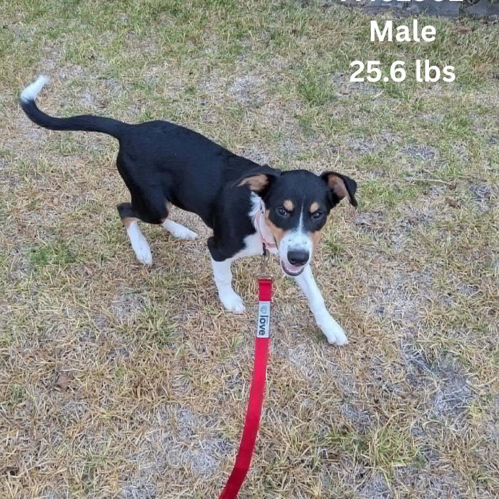 Bug, Adoptable, Puppy Male Australian Shepherd & Mixed Breed.