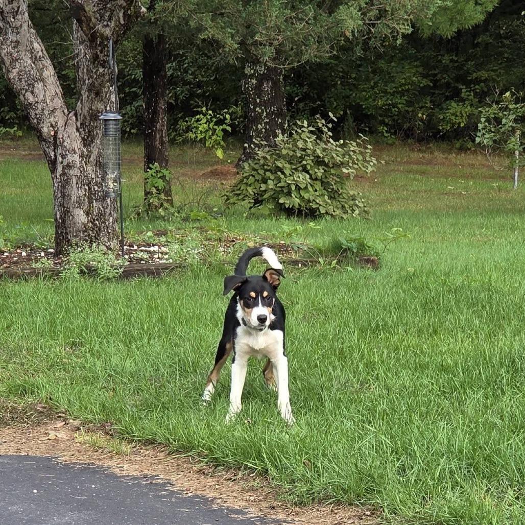 Enlarge Bug, a Adoptable mixed breed in Tomah, WI image 2/6