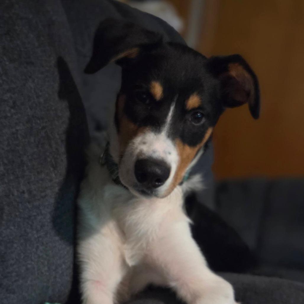 Enlarge Bug, a Adoptable mixed breed in Tomah, WI image 3/6