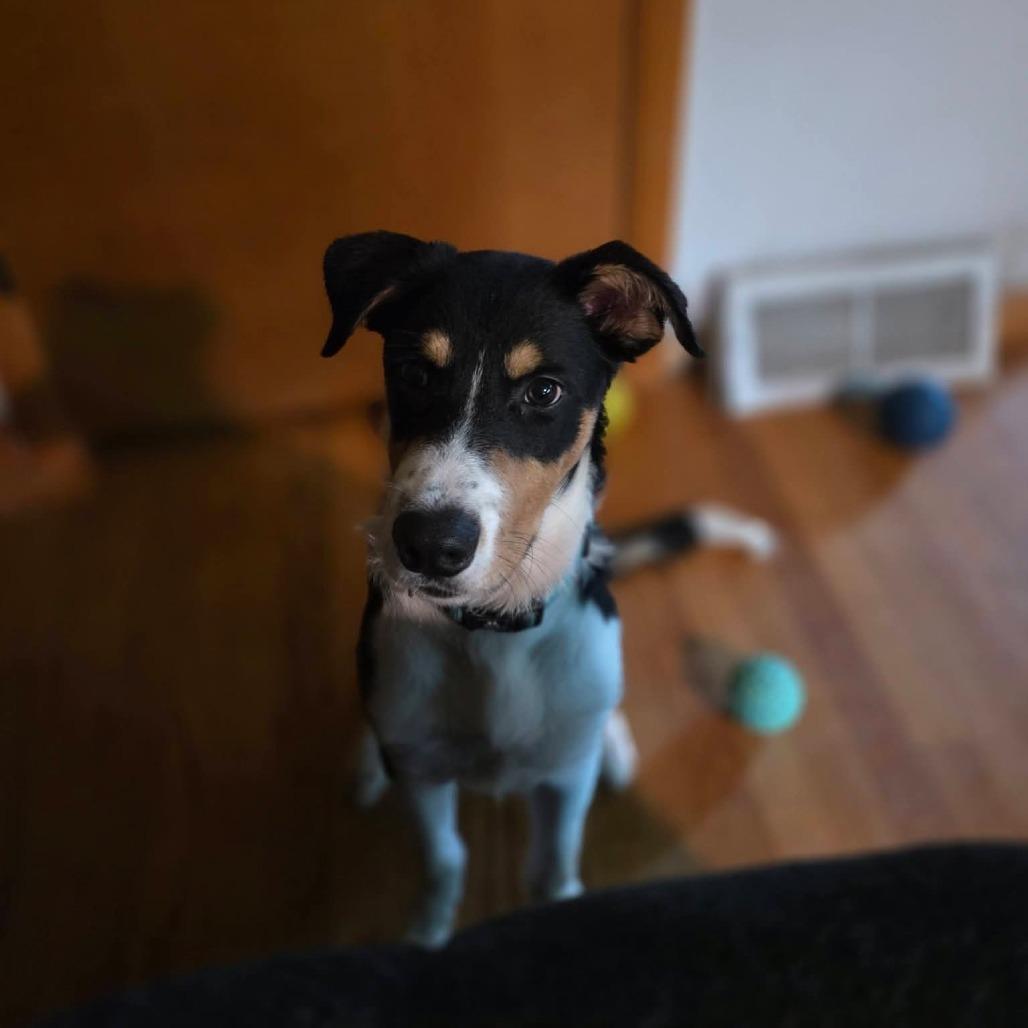 Enlarge Bug, a Adoptable mixed breed in Tomah, WI image 4/6