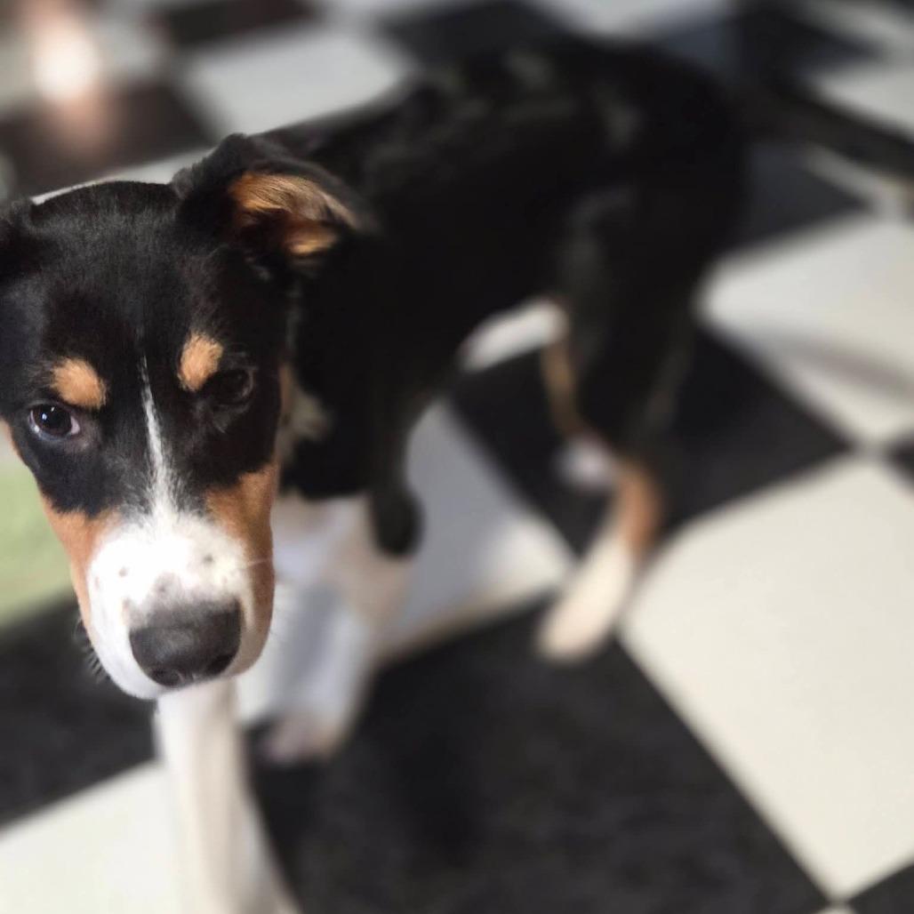 Enlarge Bug, a Adoptable mixed breed in Tomah, WI image 6/6