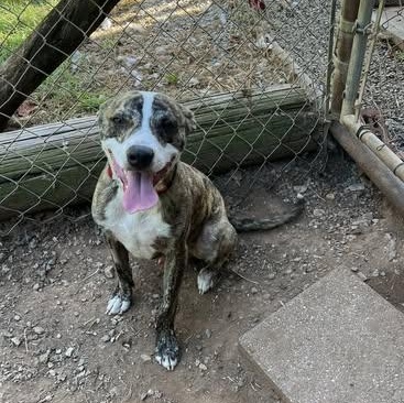 Taz, Adoptable, Young Male Pit Bull Terrier.