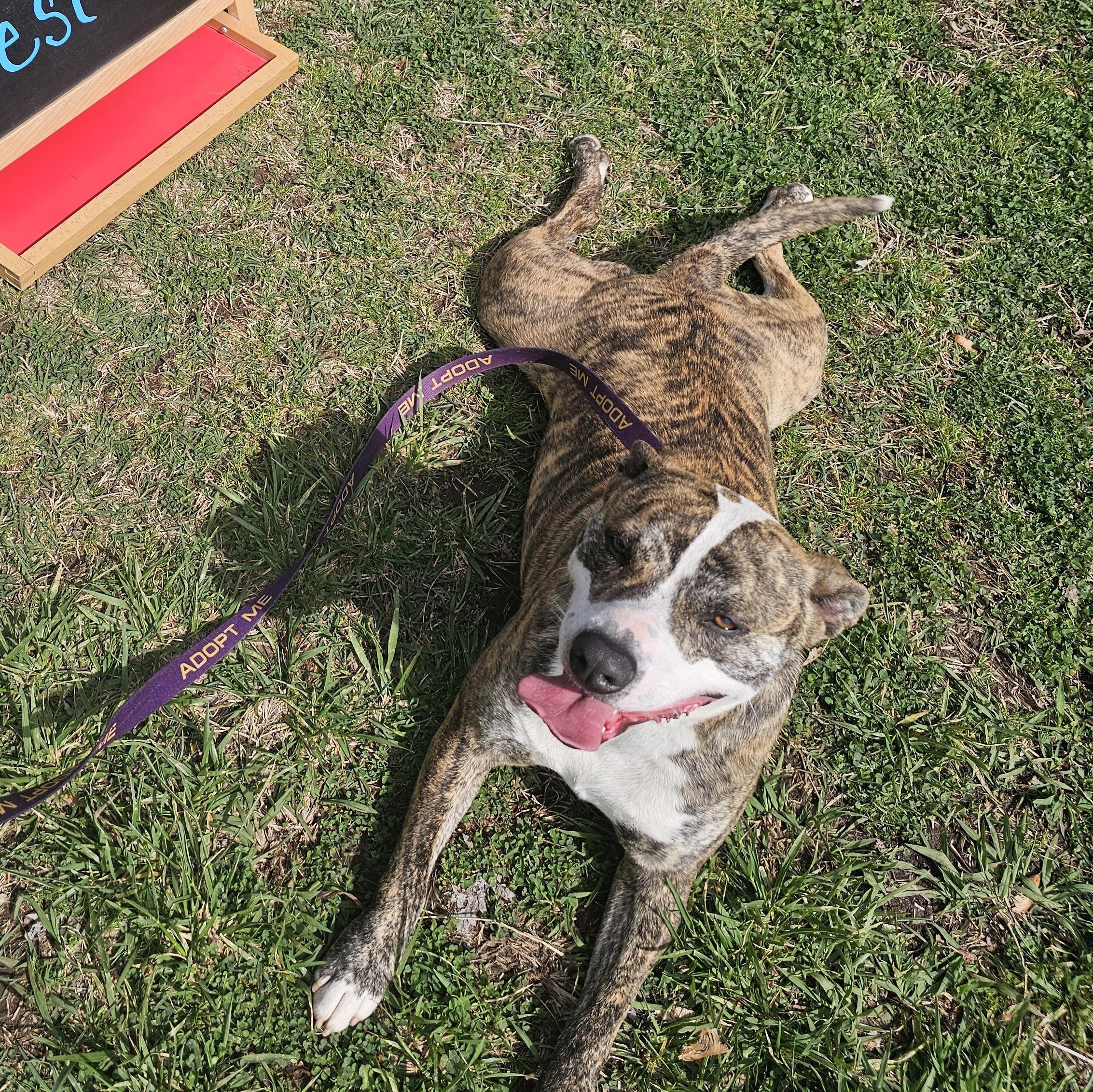 Enlarge Taz, a Adoptable mixed breed in Cleveland, OK image 4/4