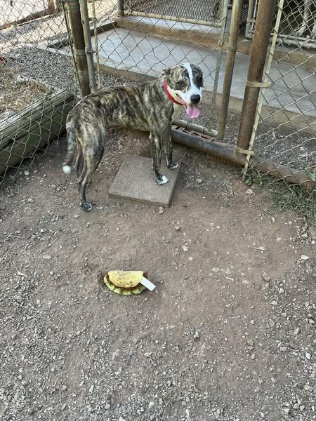 Taz, a Adoptable mixed breed in Cleveland, OK image 2/3