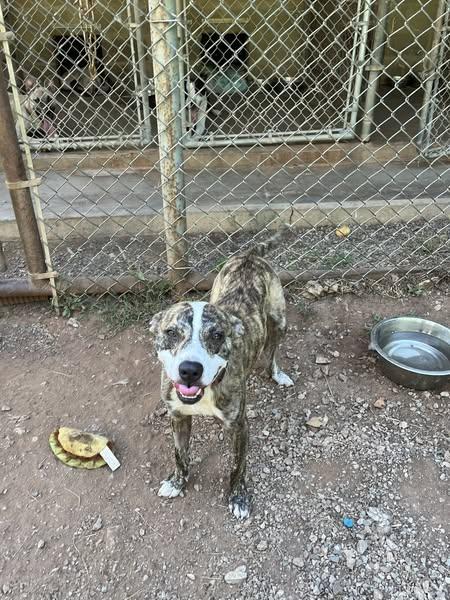 Taz, a Adoptable mixed breed in Cleveland, OK image 3/3