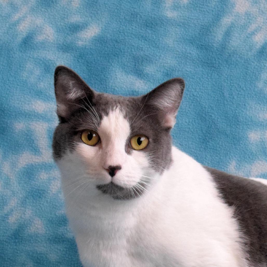 Georgie, Adoptable, Adult Male Domestic Short Hair.