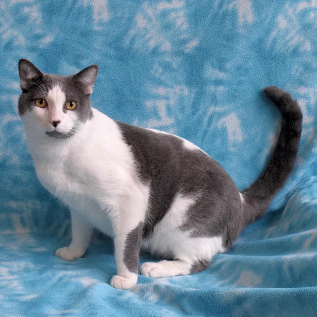 Enlarge Georgie, a Adoptable Domestic Short Hair in Eureka, CA image 2/3