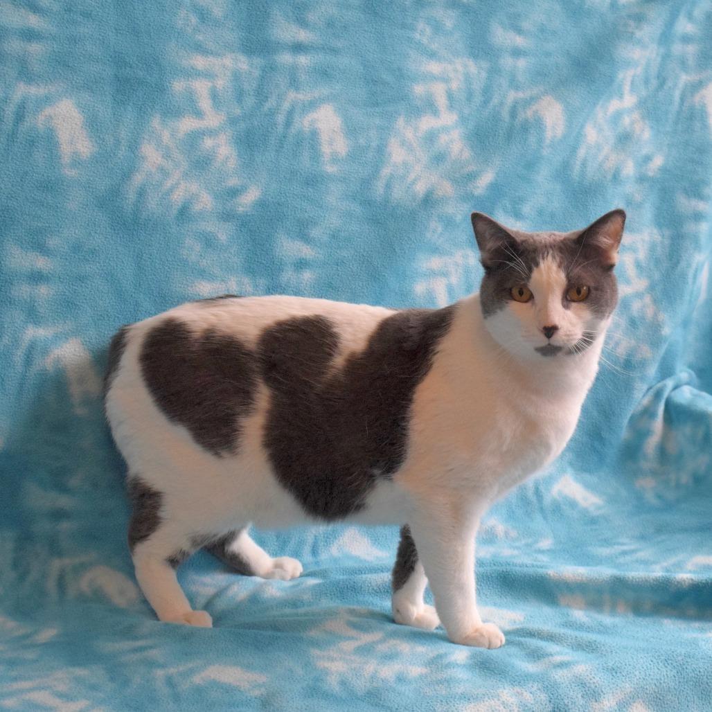 Enlarge Georgie, a Adoptable Domestic Short Hair in Eureka, CA image 3/3