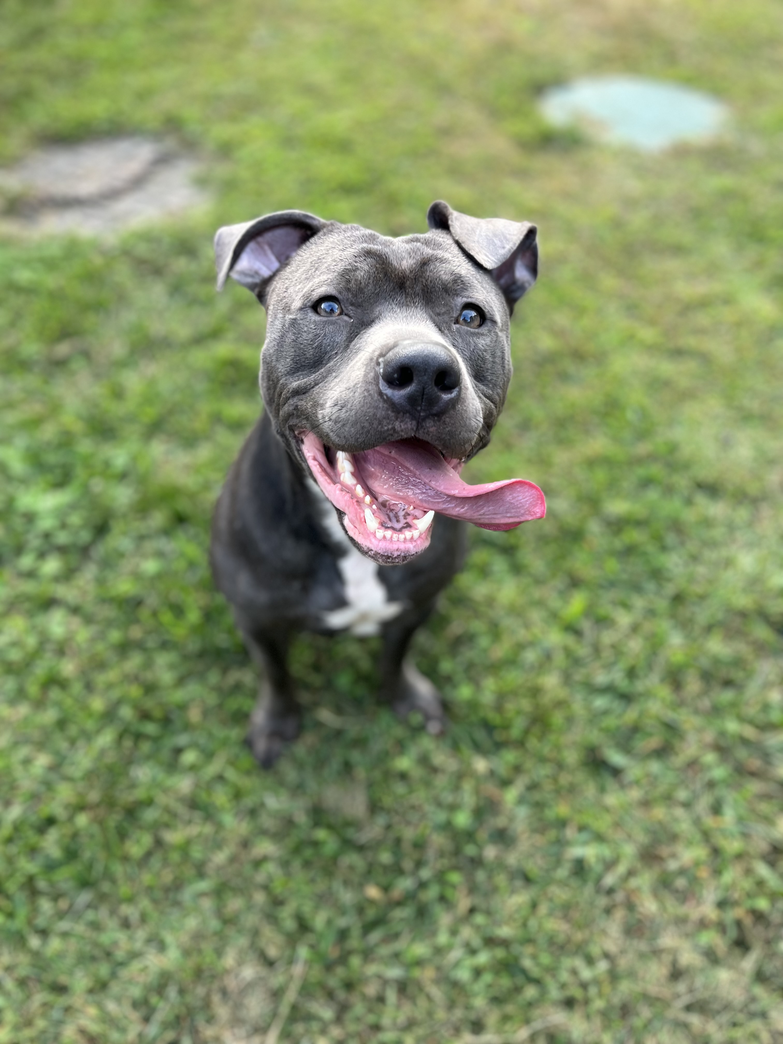 Frank, Adopted, Young Male Pit Bull Terrier.