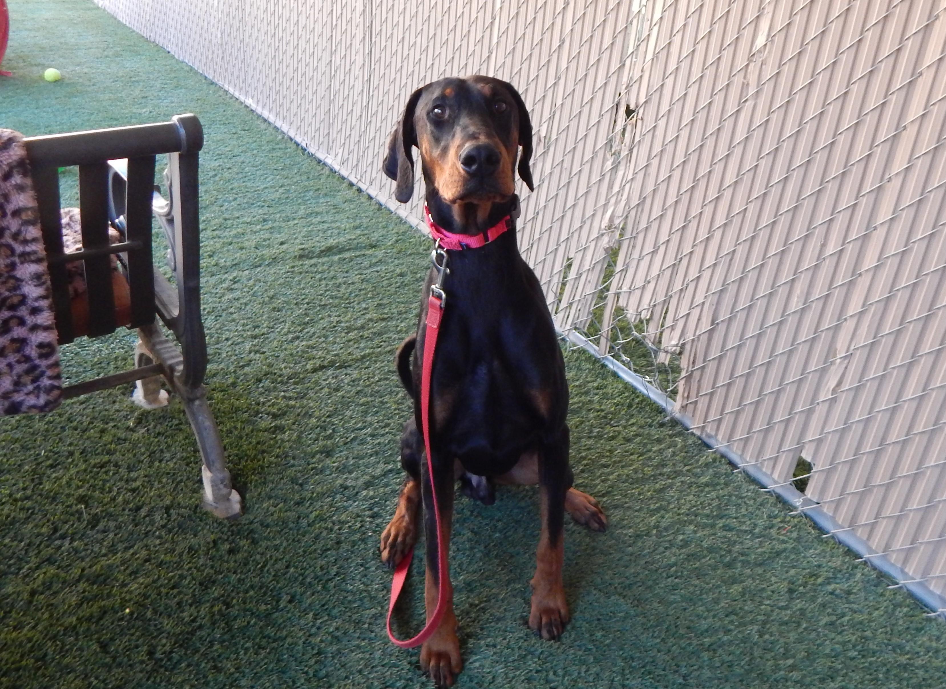 Enlarge Storm, a ADOPTABLE Doberman Pinscher in Mesquite, NV image 1/5
