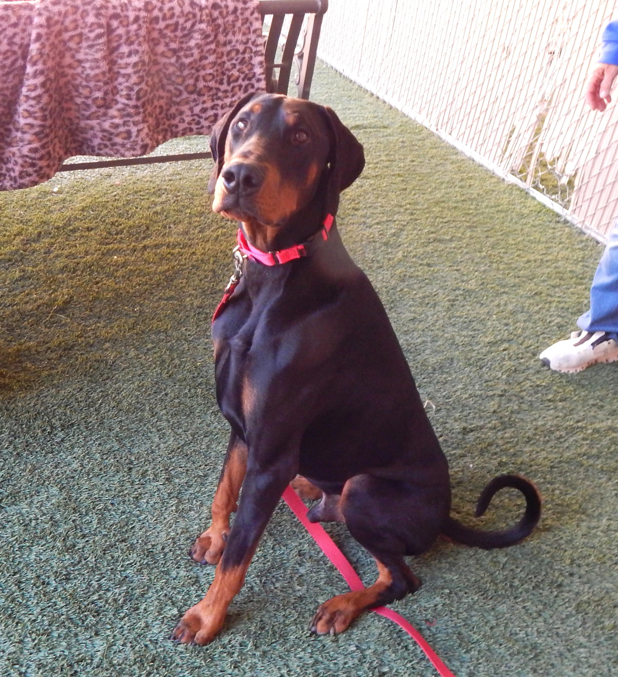 Enlarge Storm, a ADOPTABLE Doberman Pinscher in Mesquite, NV image 2/5