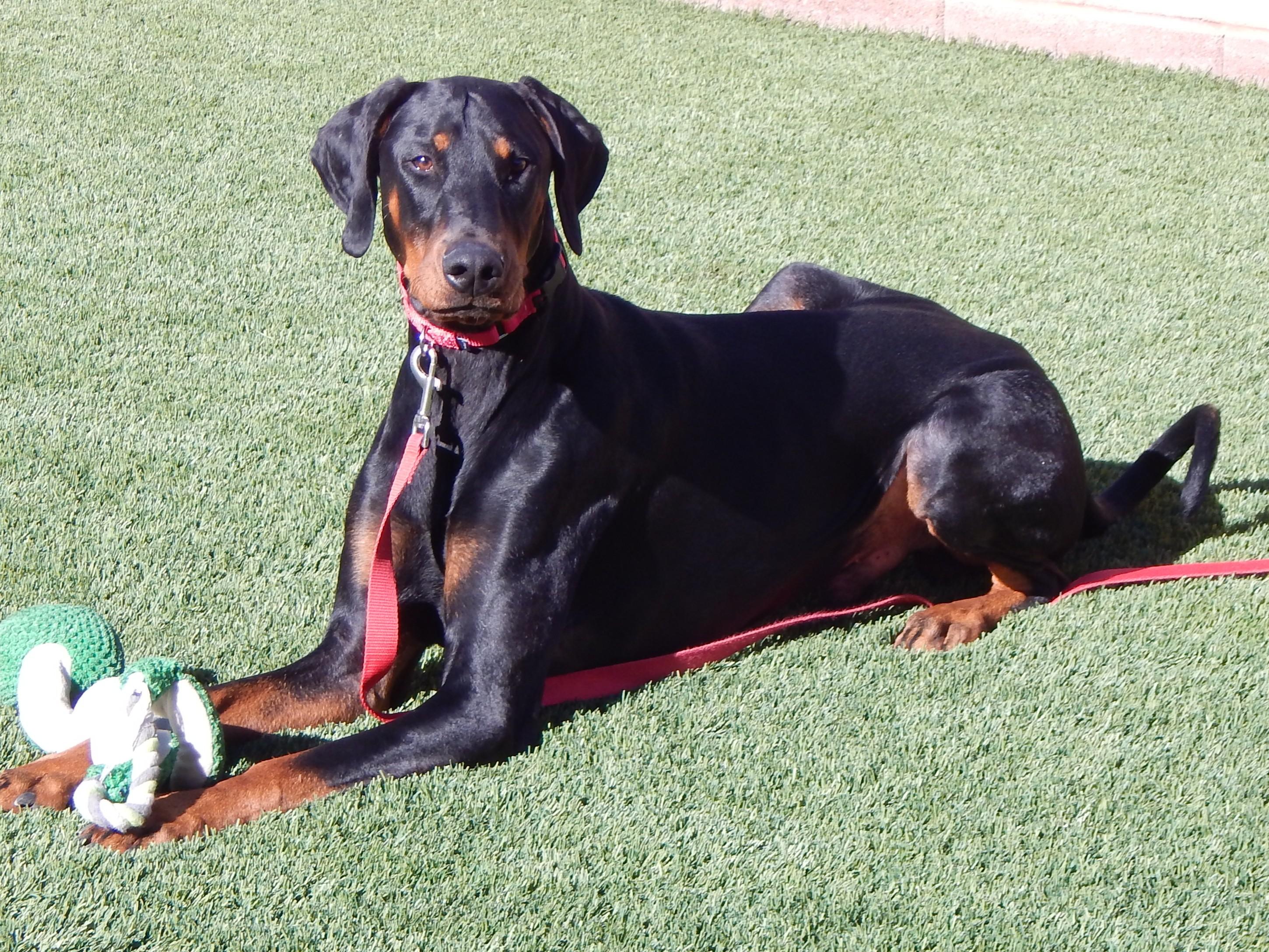 Enlarge Storm, a ADOPTABLE Doberman Pinscher in Mesquite, NV image 3/5