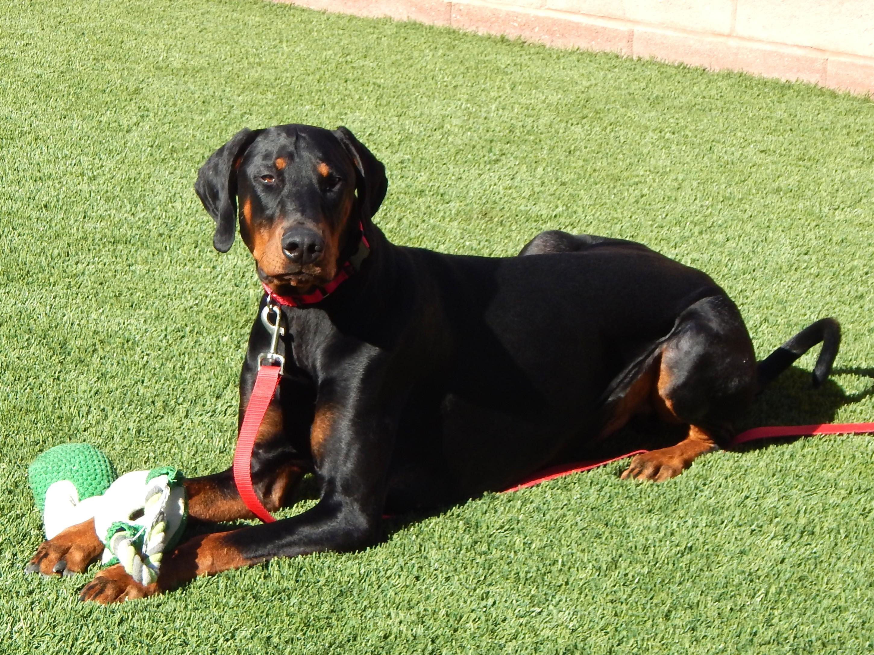 Enlarge Storm, a ADOPTABLE Doberman Pinscher in Mesquite, NV image 4/5