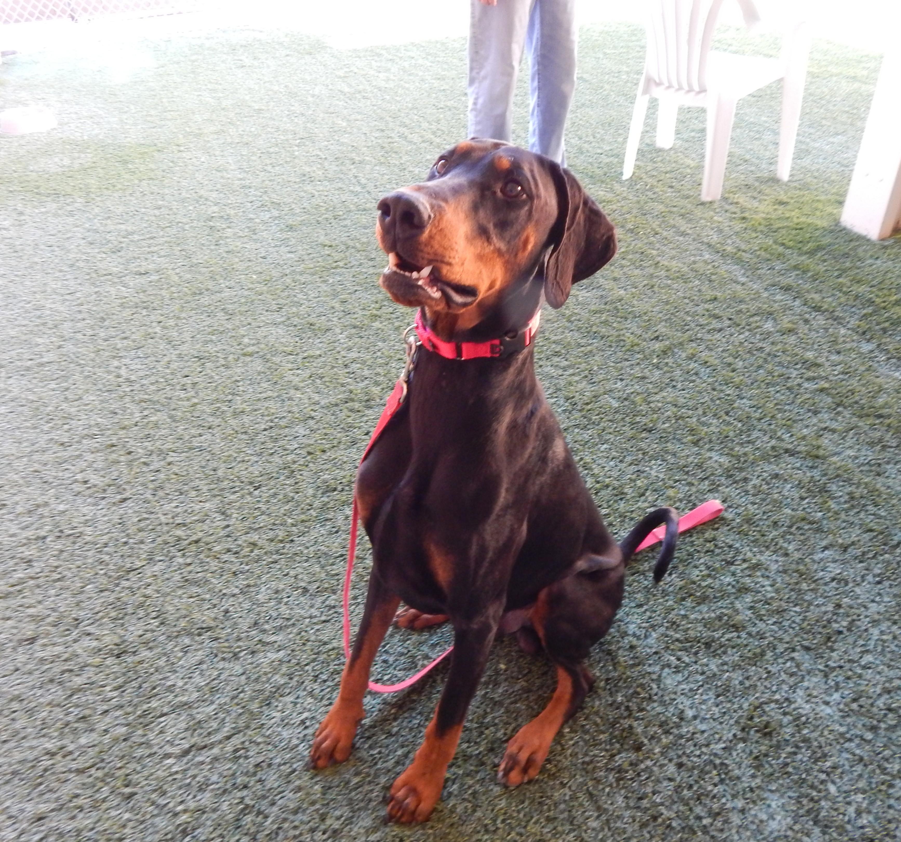 Enlarge Storm, a ADOPTABLE Doberman Pinscher in Mesquite, NV image 5/5