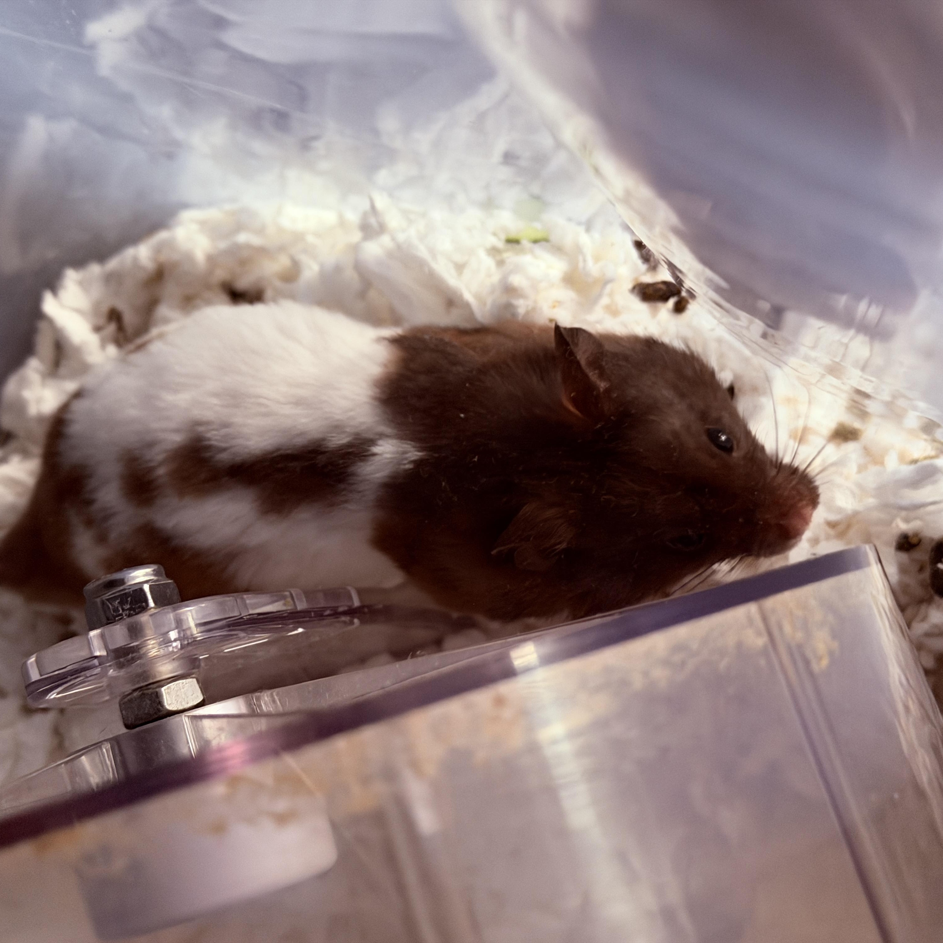 Enlarge Buster Scruggs, an adopted Hamster in Irvine, CA image 1/2