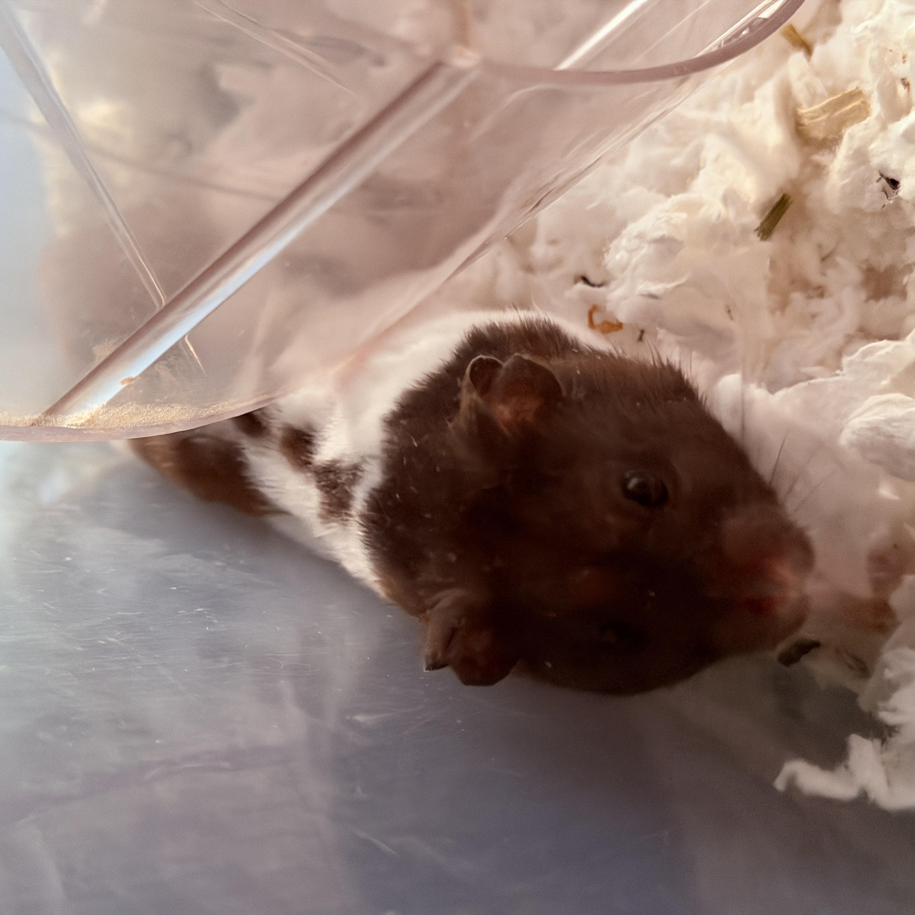 Enlarge Buster Scruggs, an adopted Hamster in Irvine, CA image 2/2