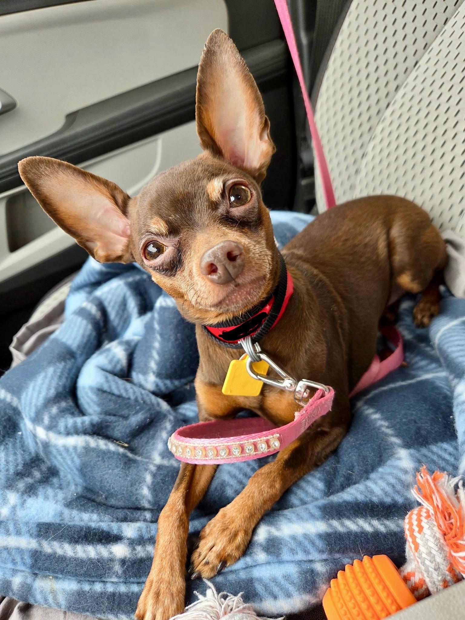 Roa, Adoptable, Senior Female Miniature Pinscher.