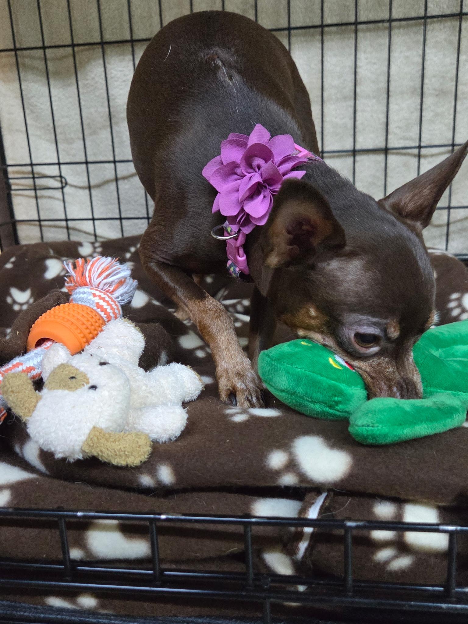 Enlarge Roa, a Adoptable Miniature Pinscher in New Brighton, MN image 4/4