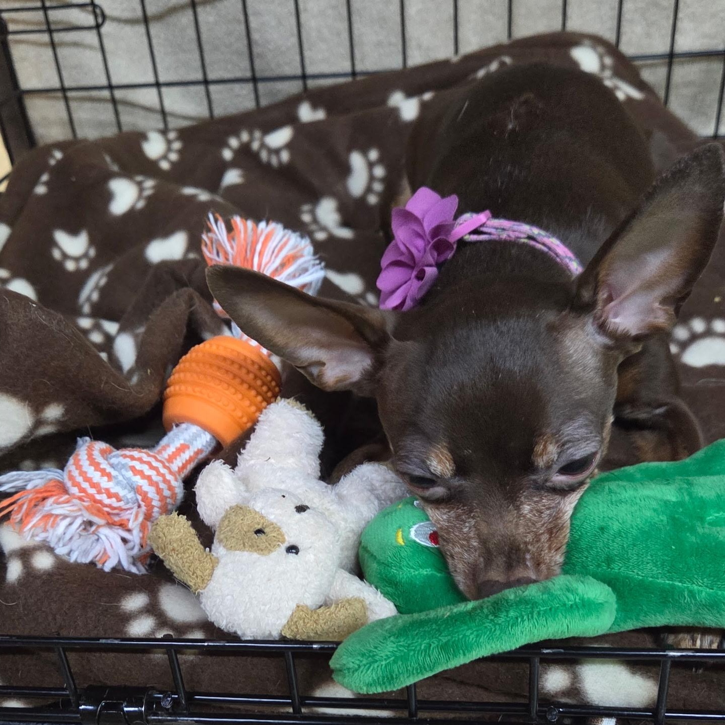 Enlarge Roa, a Adoptable Miniature Pinscher in New Brighton, MN image 2/4