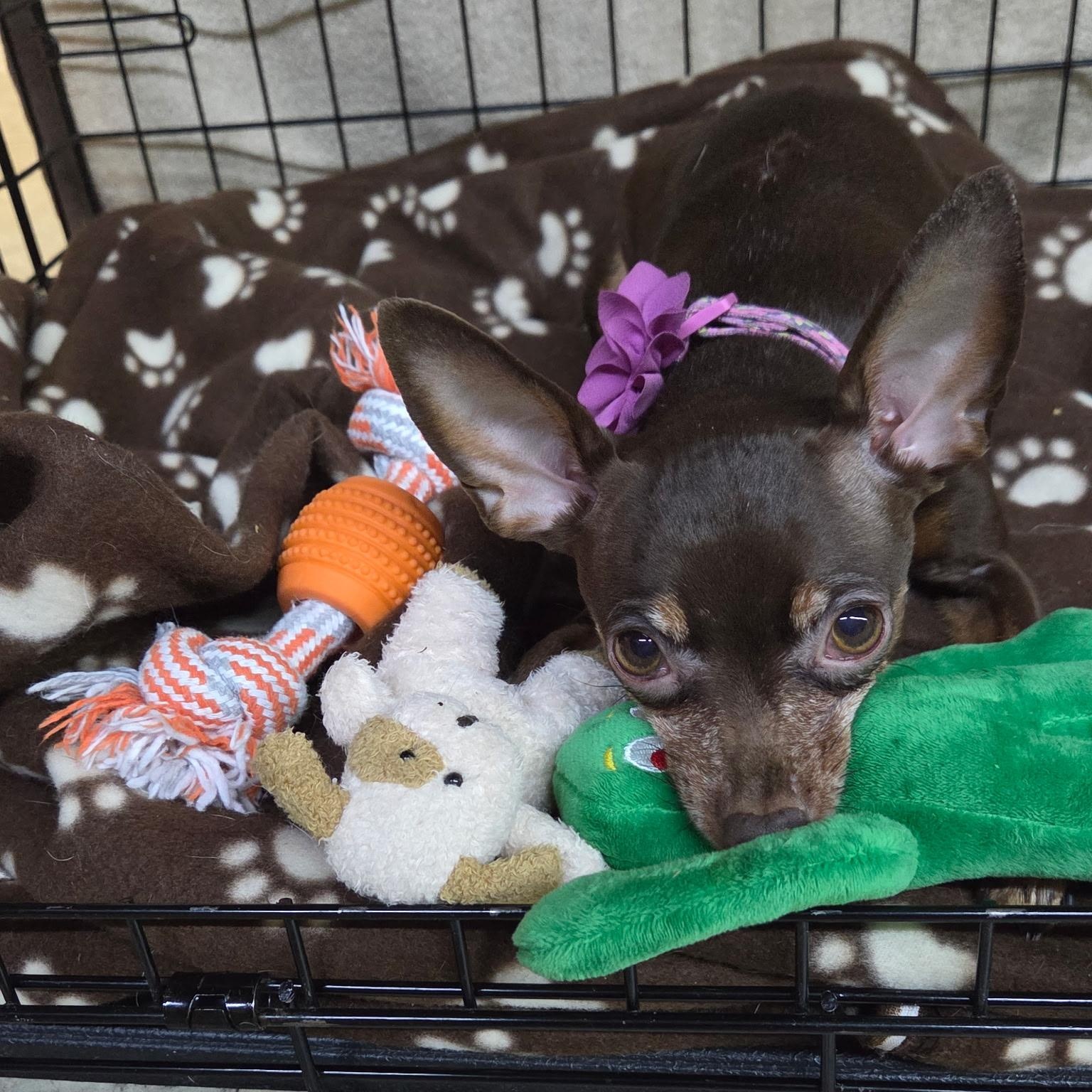 Enlarge Roa, a Adoptable Miniature Pinscher in New Brighton, MN image 3/4