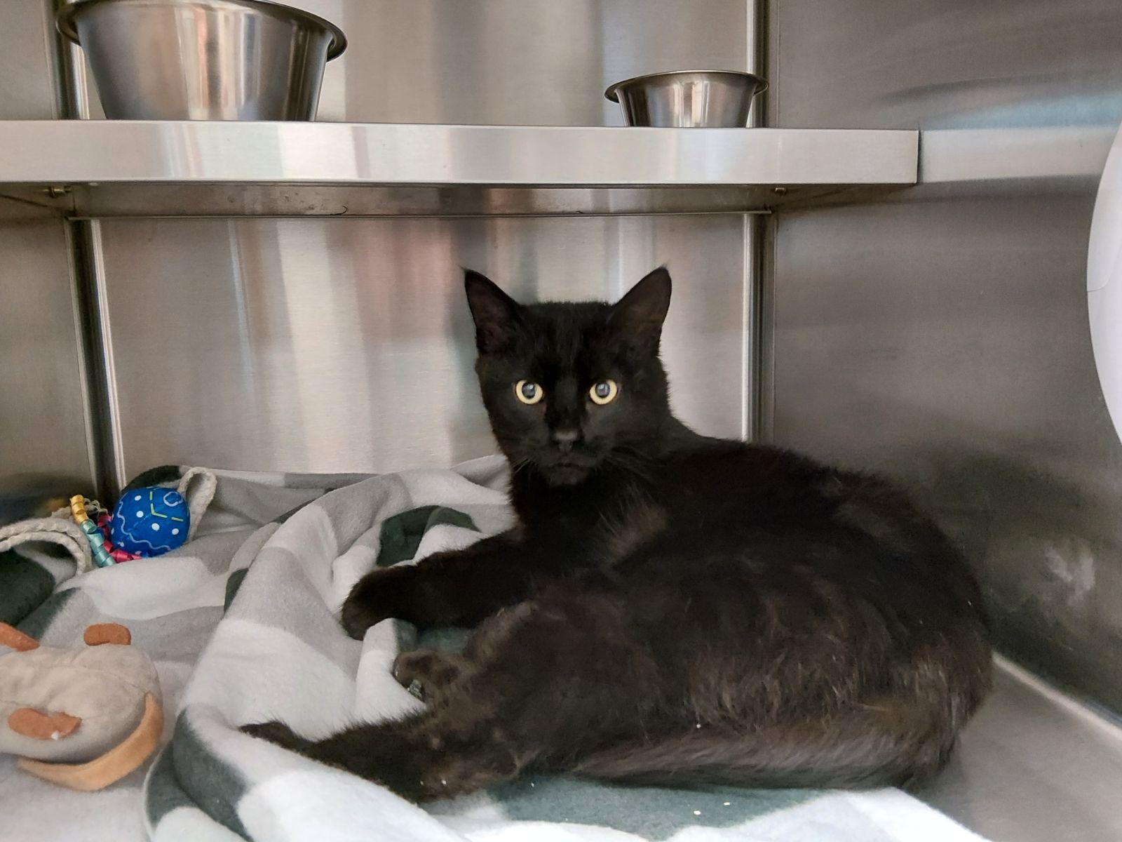 Enlarge Ramen, an adopted Domestic Short Hair in Liberty, MO image 1/1