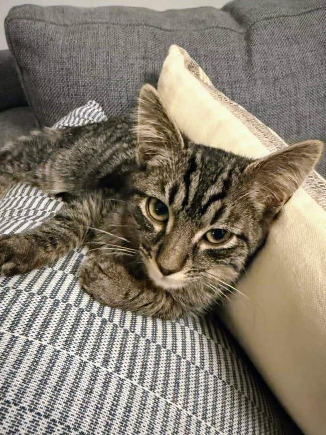 Pee Wee, ADOPTABLE, Kitten Male Domestic Short Hair & Tabby.