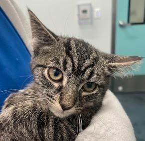 Pee Wee, a ADOPTABLE mixed breed in New York, NY image 2/3