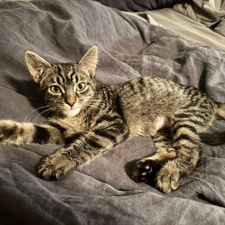 Pee Wee, a ADOPTABLE mixed breed in New York, NY image 3/3