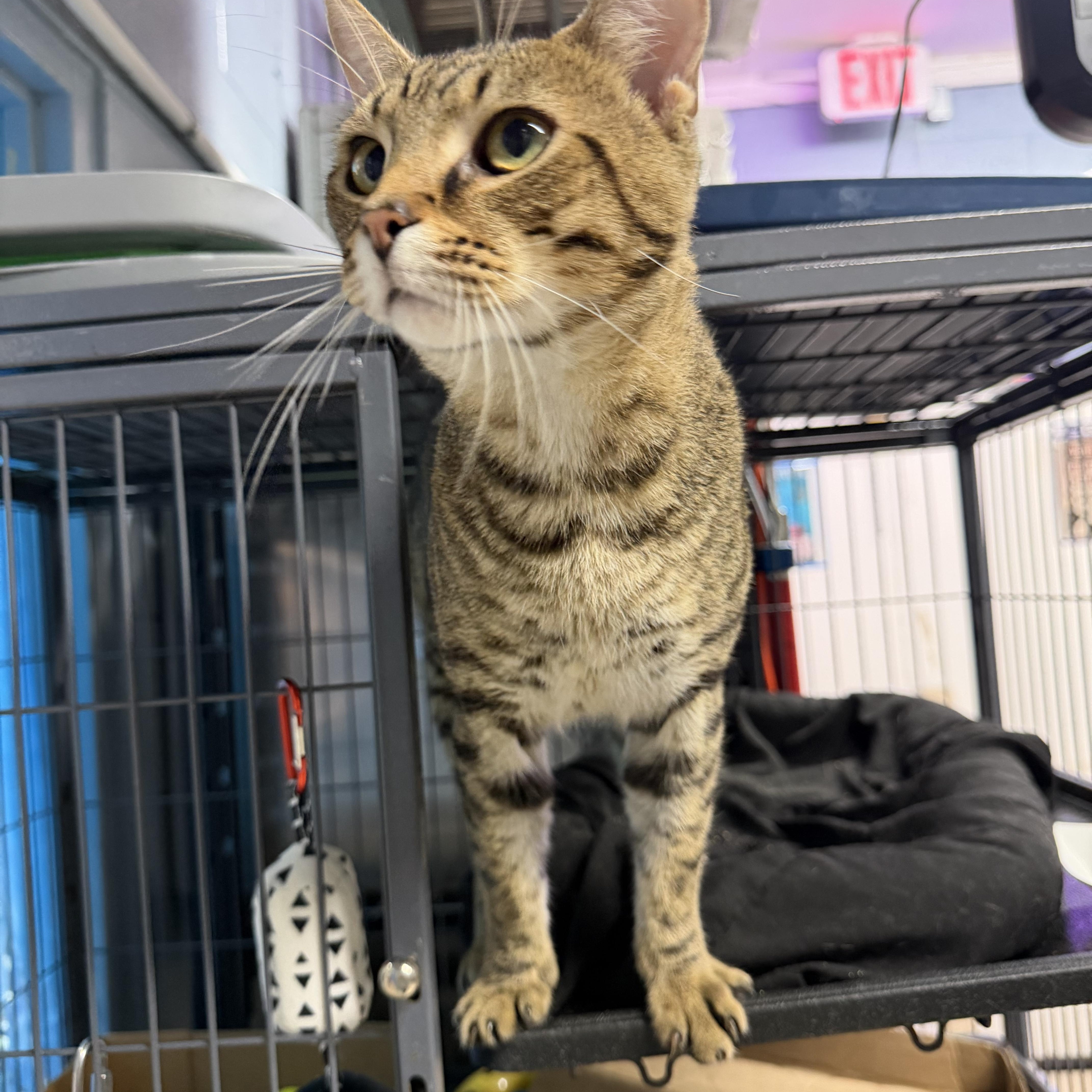Big Poppa, an adopted Domestic Short Hair in Albemarle, NC image 2/4