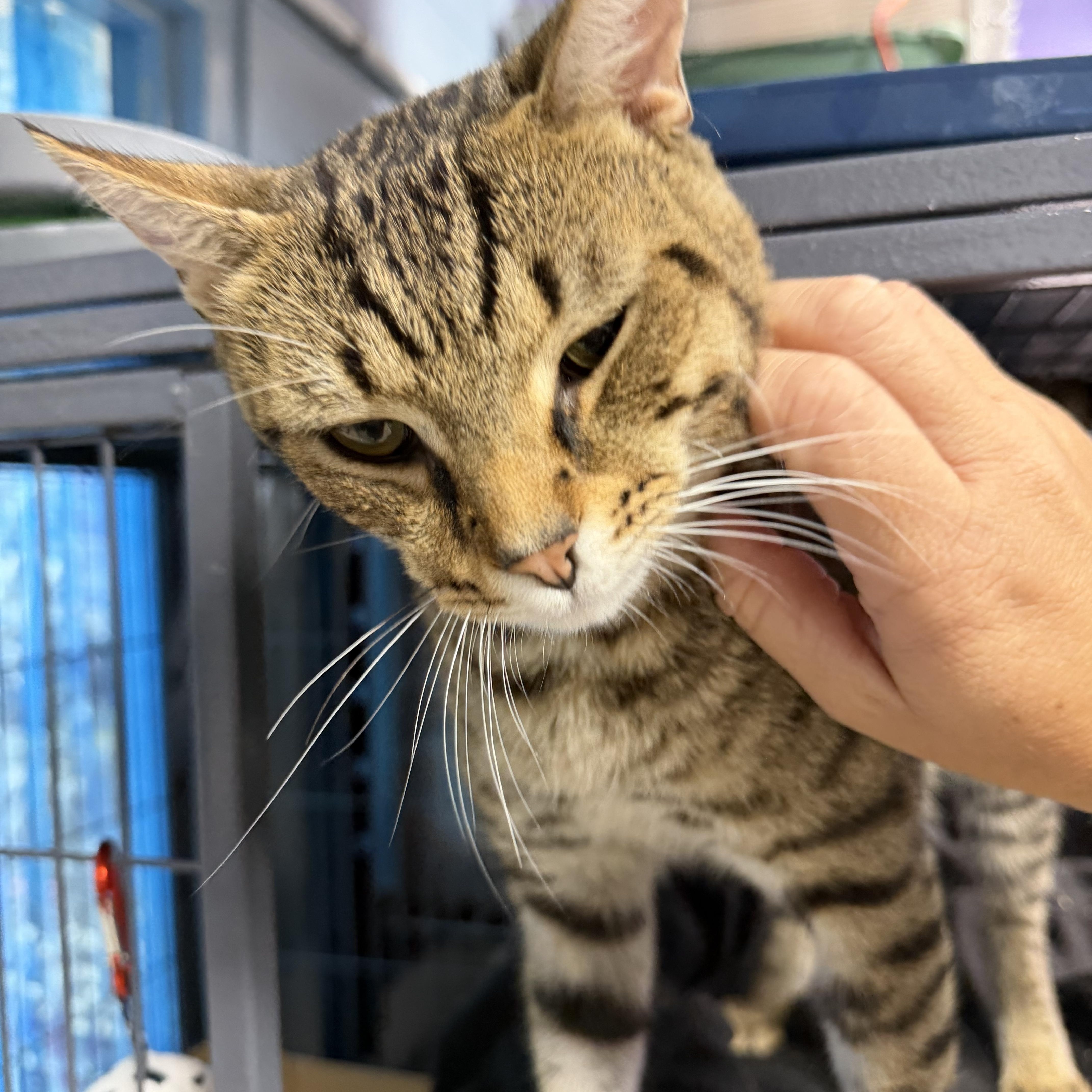 Big Poppa, an adopted Domestic Short Hair in Albemarle, NC image 3/4