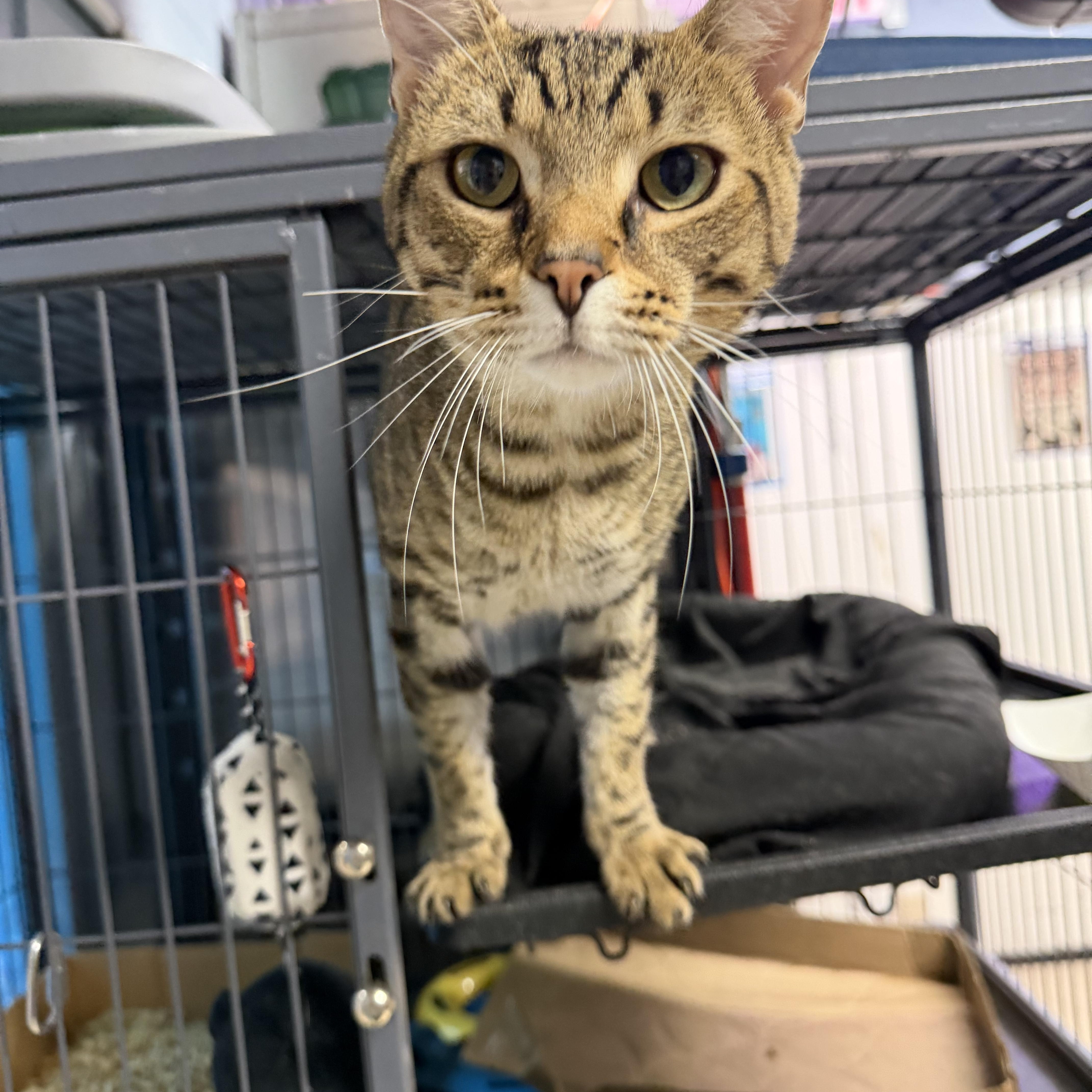 Big Poppa, adopted, Adult Male Domestic Short Hair.