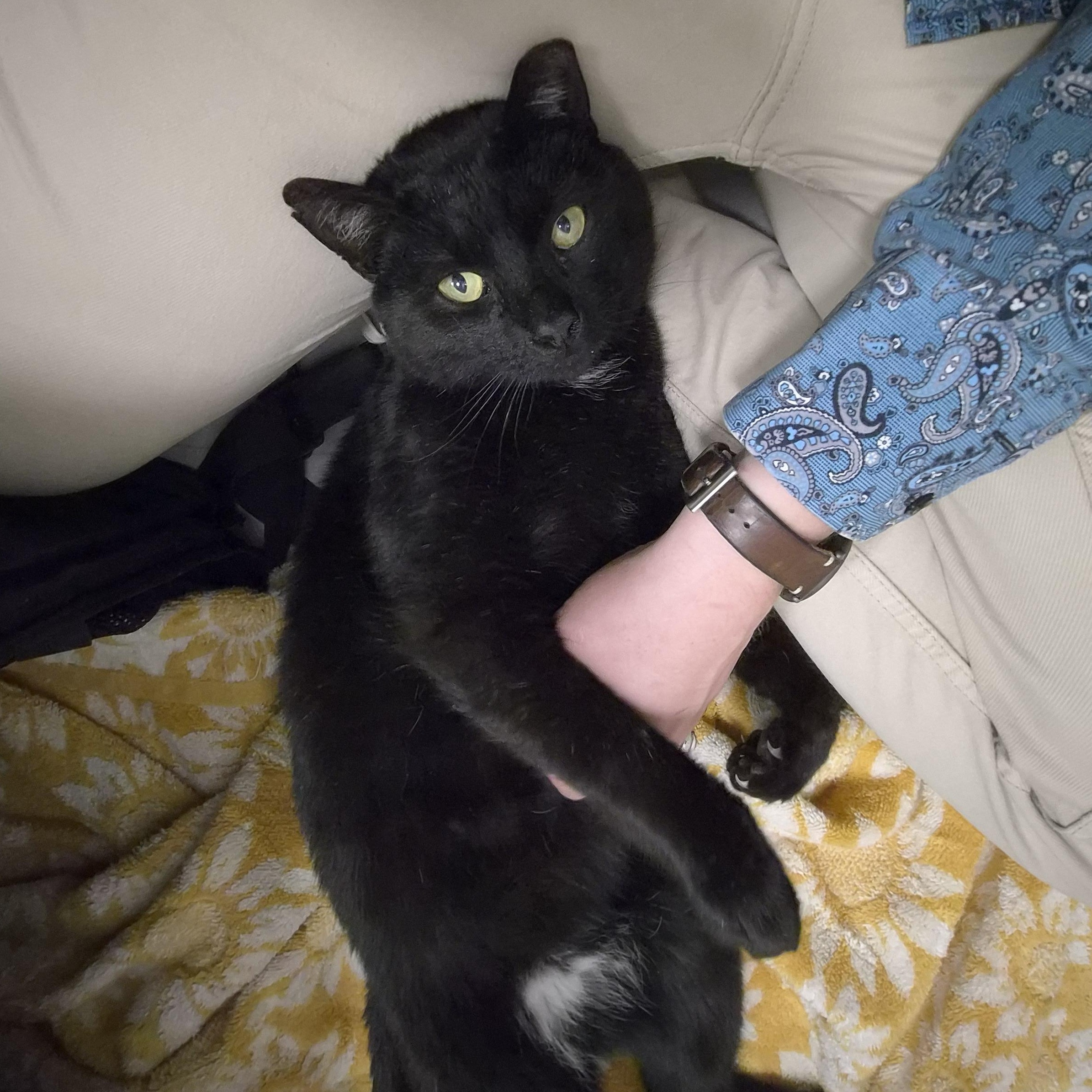 Shadow, ADOPTABLE, Adult Female Domestic Short Hair.