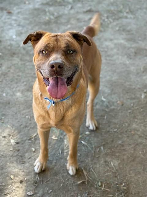 Enlarge MUFFIN, a Adoptable Mastiff in Riverside, CA image 1/1