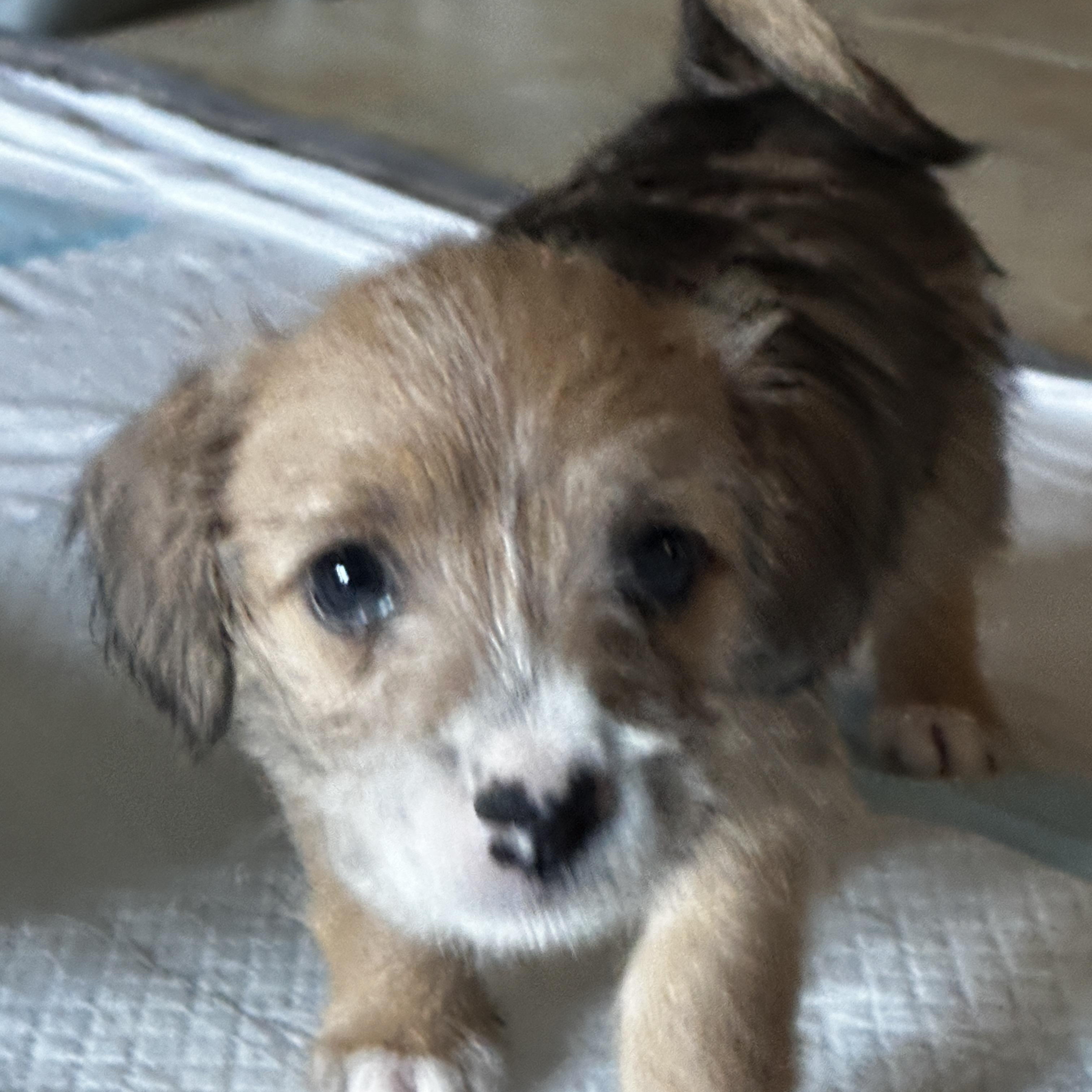 Bella, ADOPTABLE, Puppy Female Terrier.
