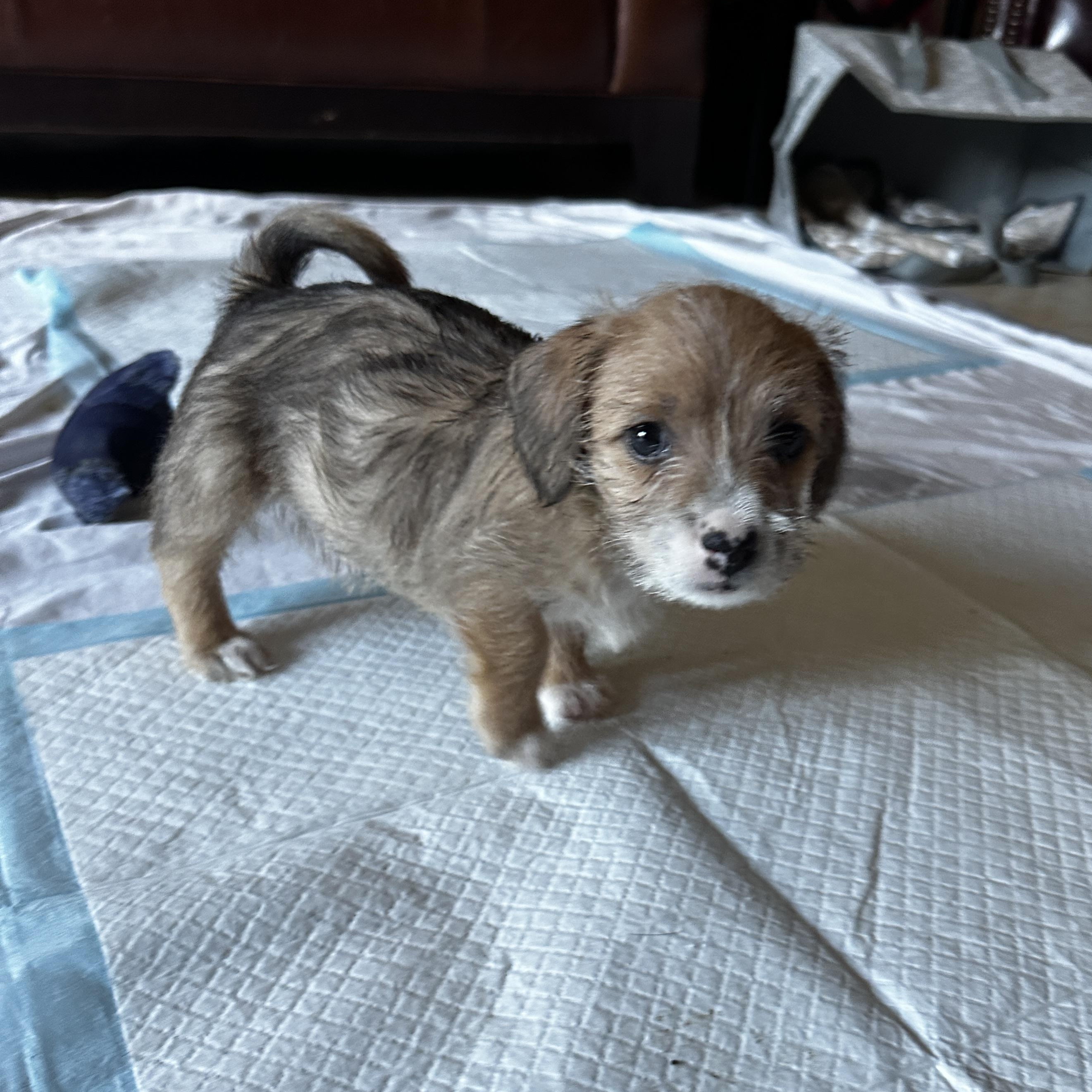 Enlarge Bella, a ADOPTABLE mixed breed in Penryn, CA image 2/2