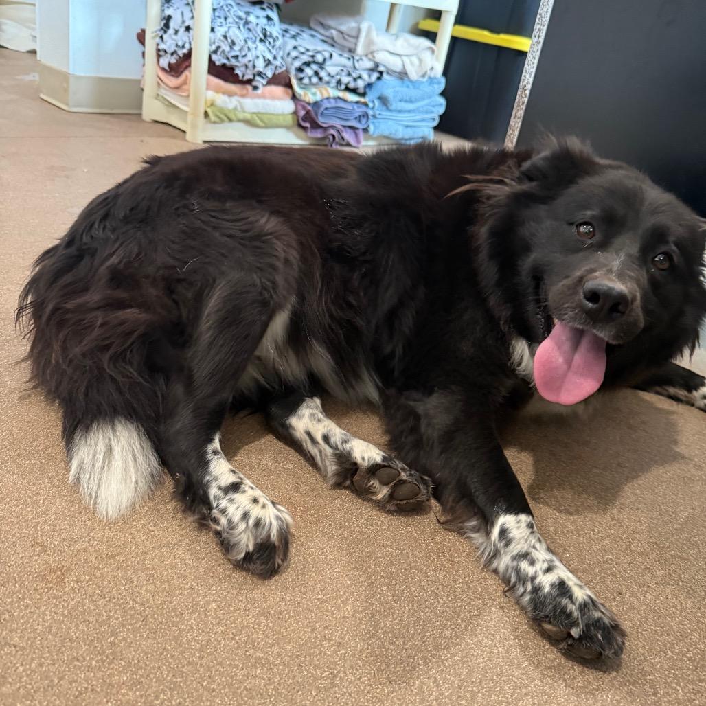 Wendy, a Adoptable mixed breed in Cedaredge, CO image 2/2