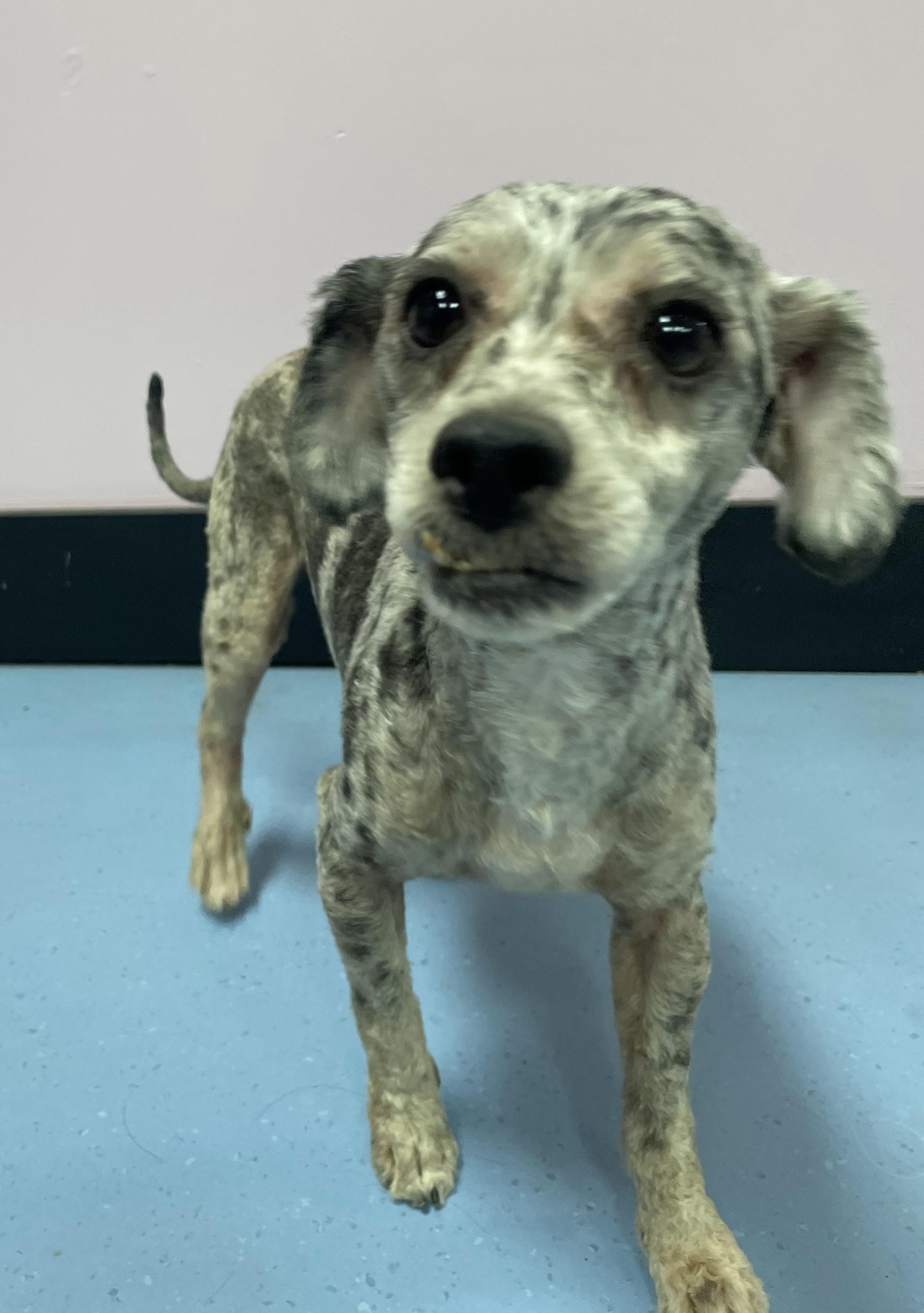 Enlarge Ollie, an adopted mixed breed in Clarksburg, MD image 3/5