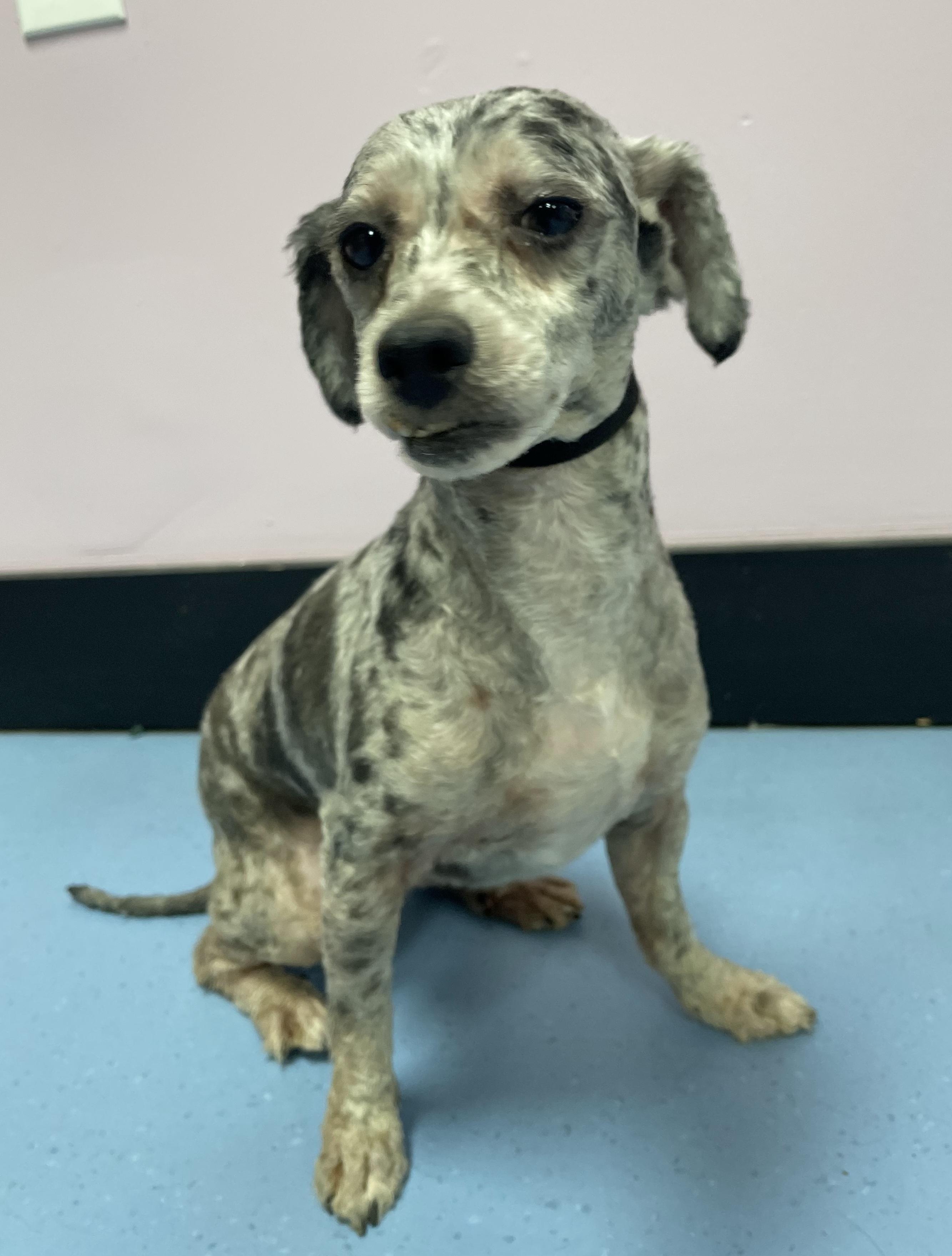 Enlarge Ollie, an adopted mixed breed in Clarksburg, MD image 5/5
