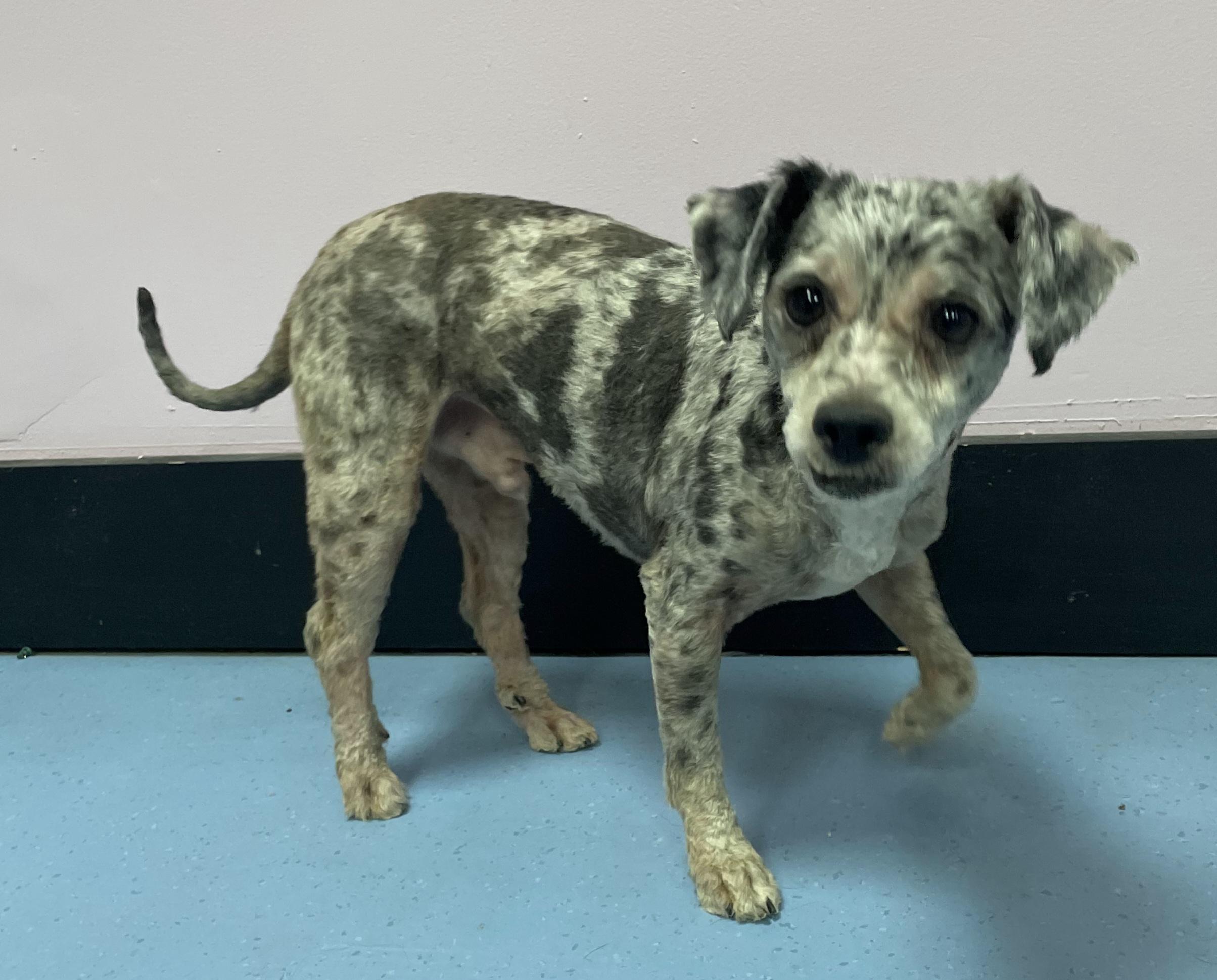 Ollie, adopted, Young Male Poodle (Toy).