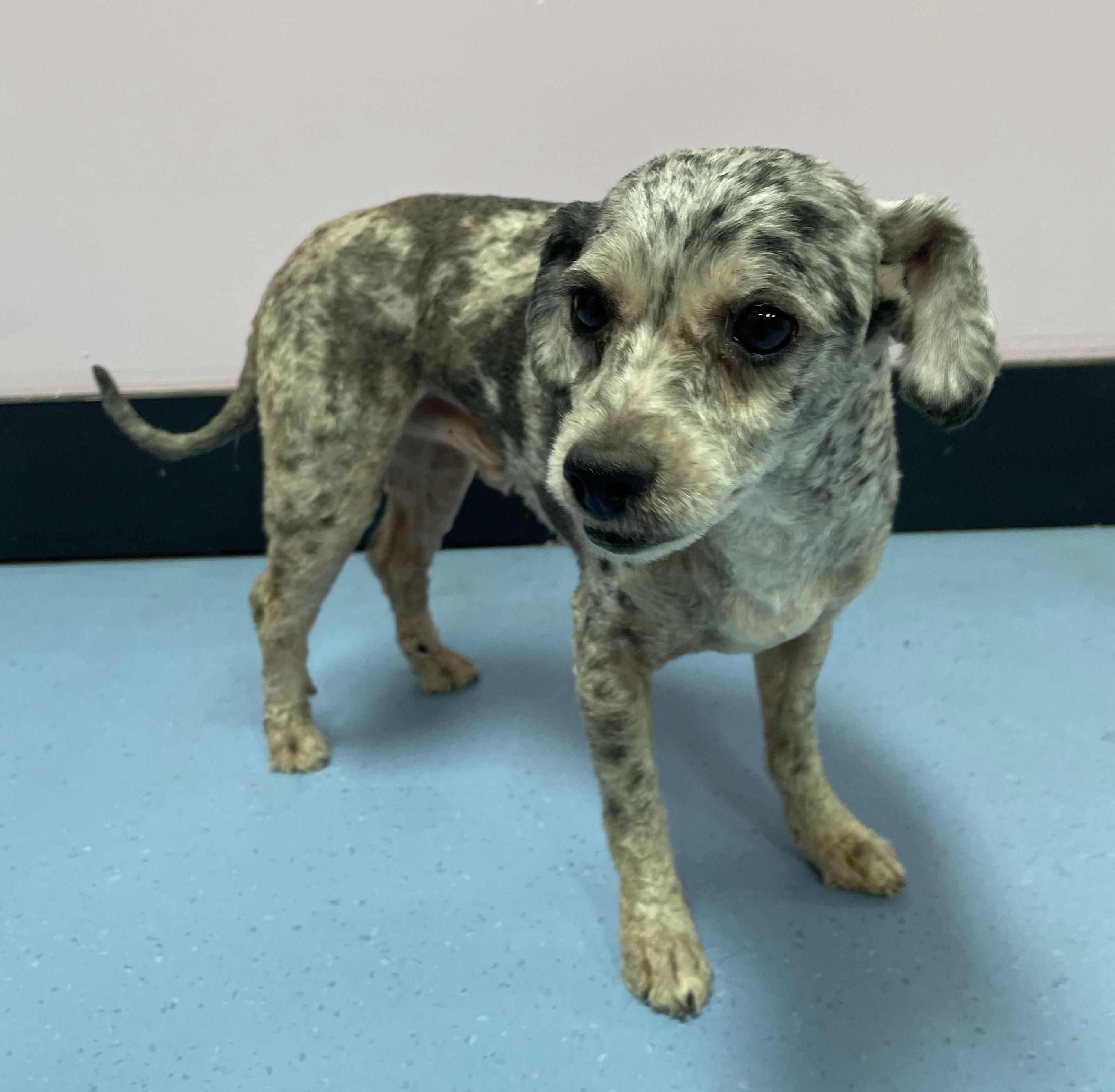 Enlarge Ollie, an adopted mixed breed in Clarksburg, MD image 4/5