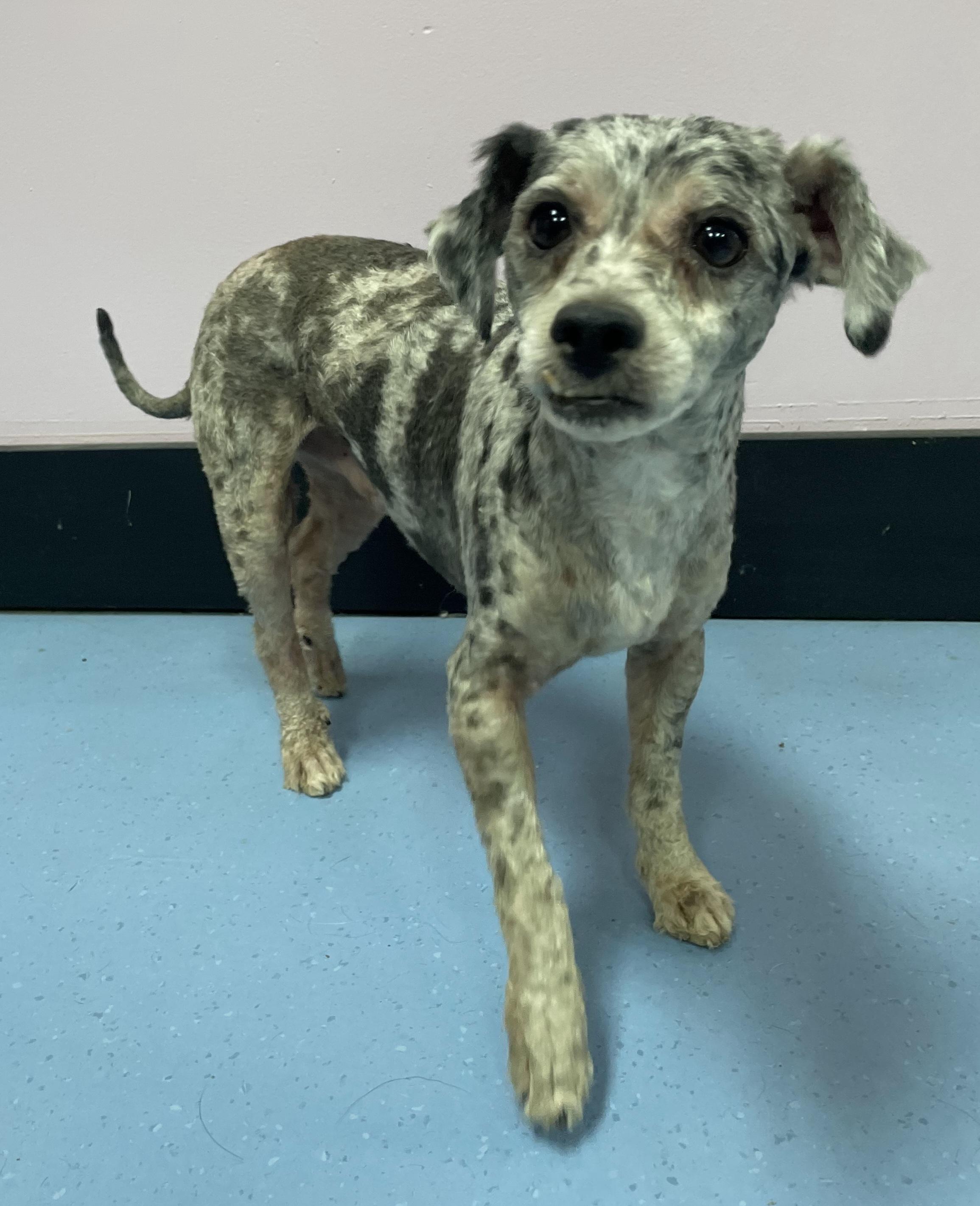Enlarge Ollie, an adopted mixed breed in Clarksburg, MD image 2/5
