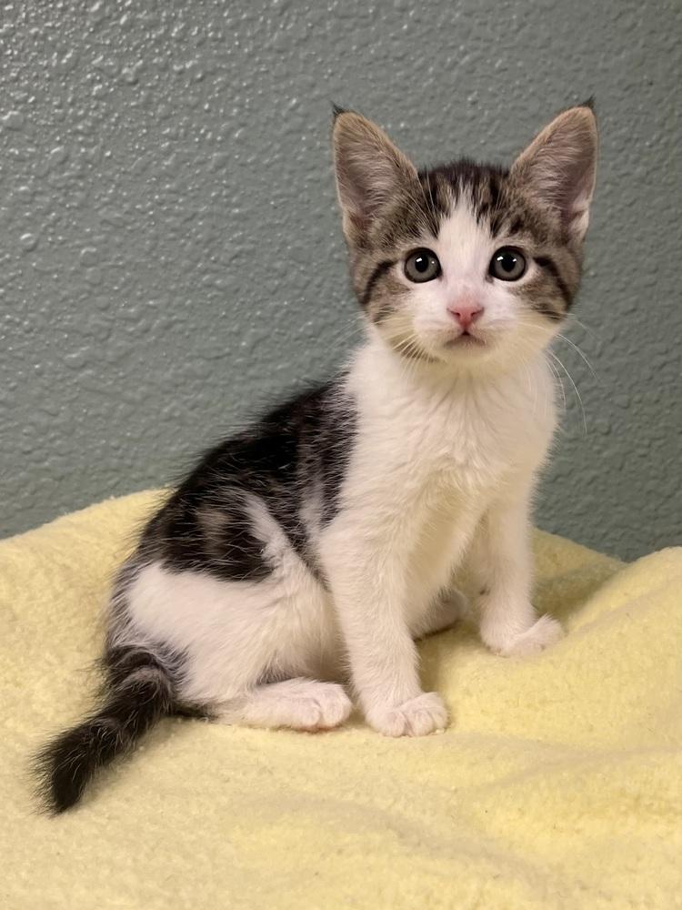 Fanta, Adoptable, Kitten Female Domestic Short Hair & Tabby.