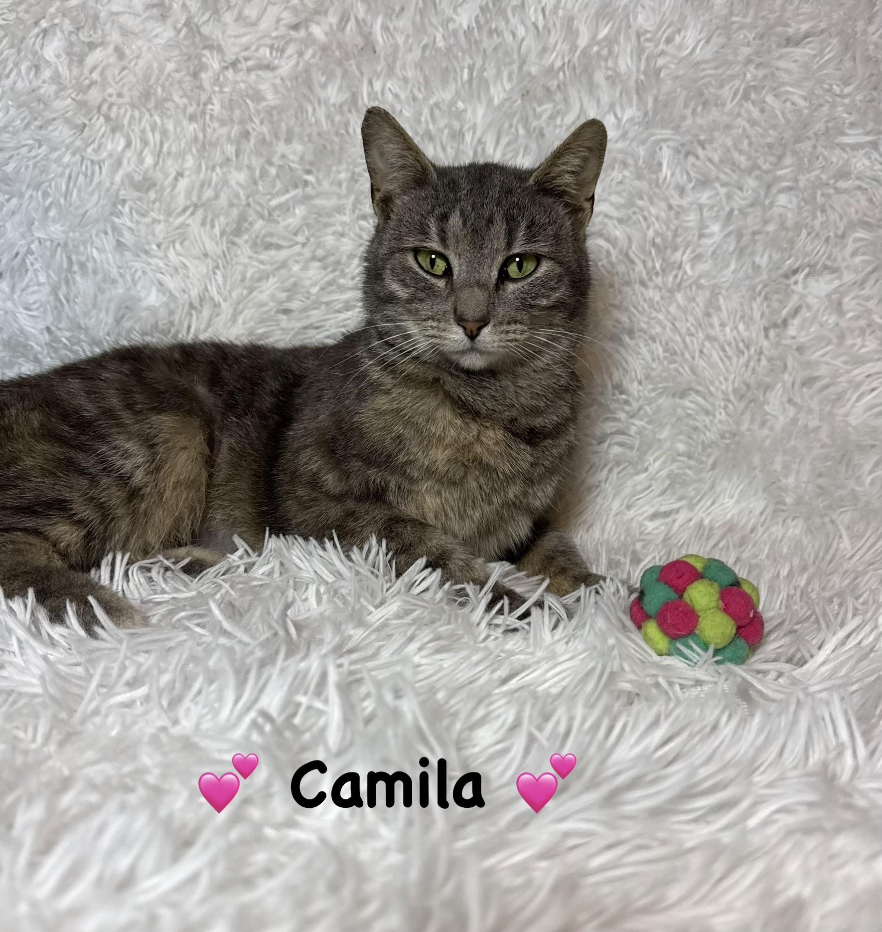 Camila, adopted, Kitten Female Tabby.
