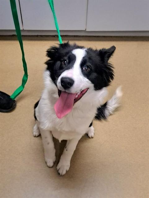 Enlarge GEORGIANA, a Adoptable mixed breed in Easton, MD image 1/1