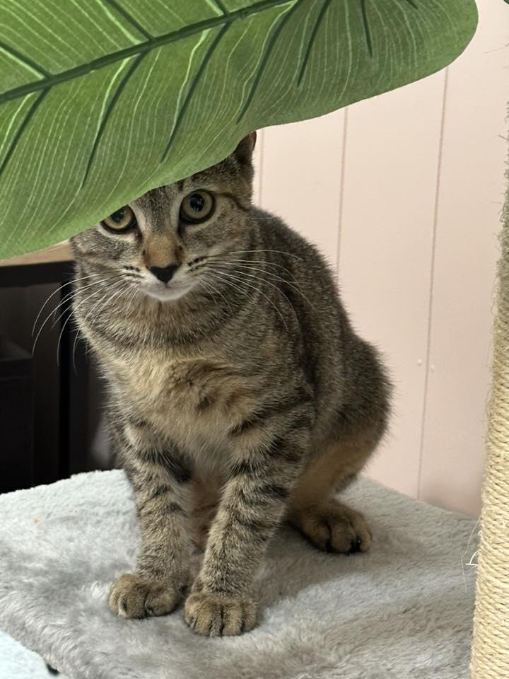 Enlarge Hazel, a ADOPTABLE Domestic Short Hair in Anderson , SC image 2/4