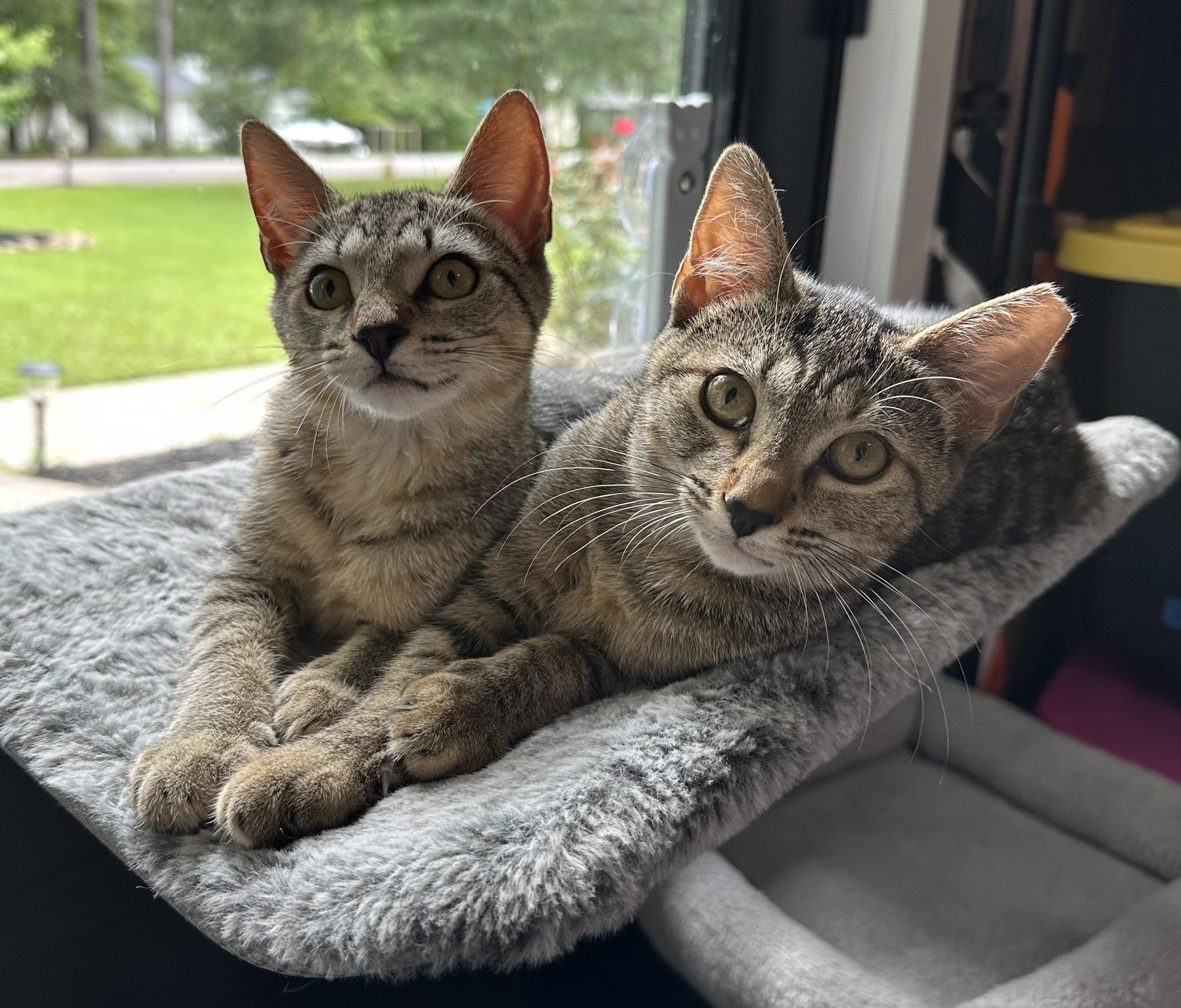 Enlarge Hazel, a ADOPTABLE Domestic Short Hair in Anderson , SC image 4/4