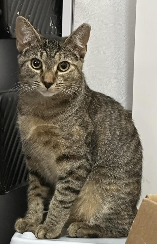 Enlarge Hazel, a ADOPTABLE Domestic Short Hair in Anderson , SC image 3/4