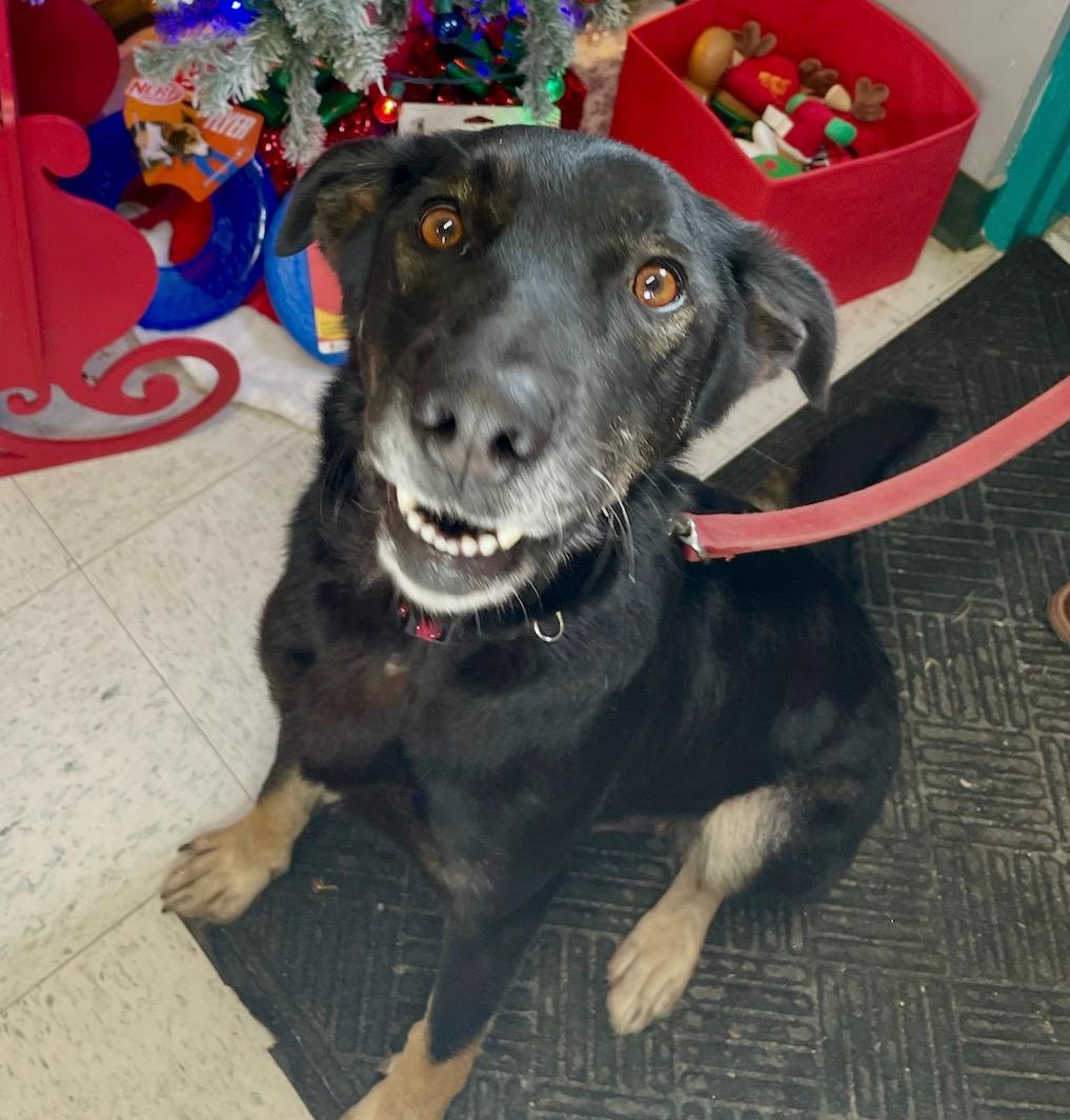 Roxie, ADOPTABLE, Adult Female Shepherd.