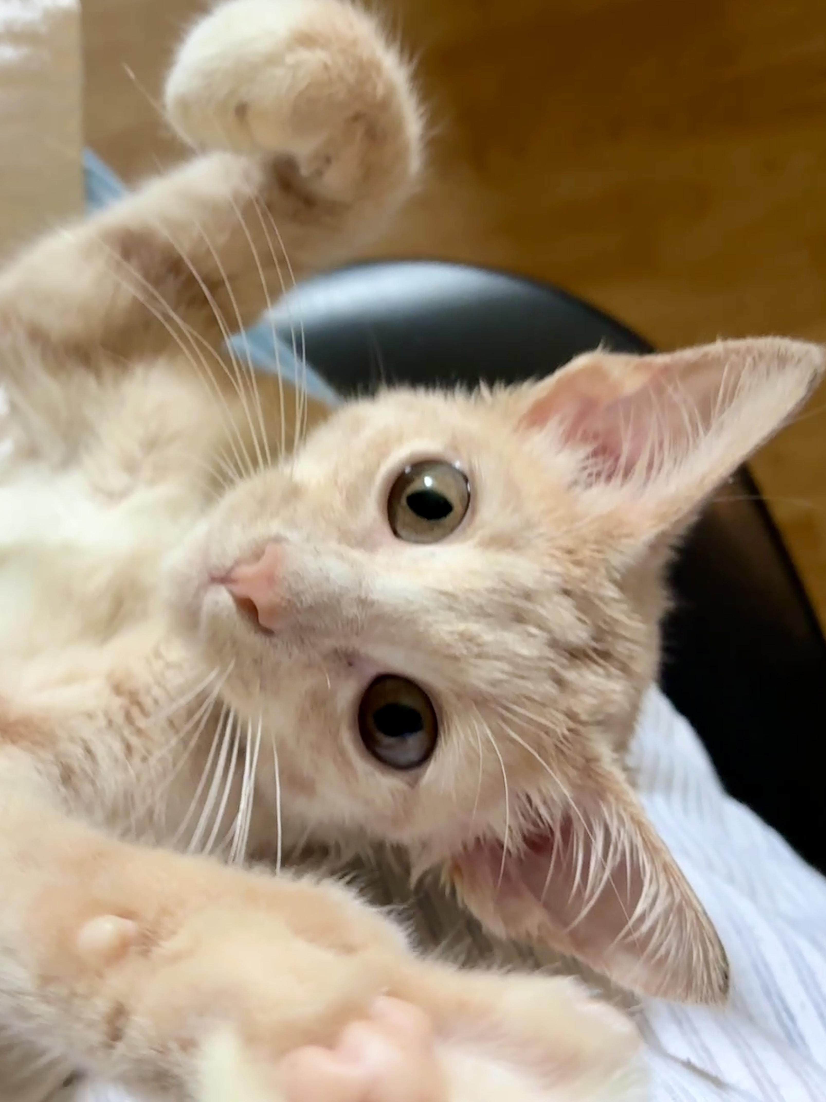 Biscuit, Adoptable, Kitten Male Domestic Short Hair.
